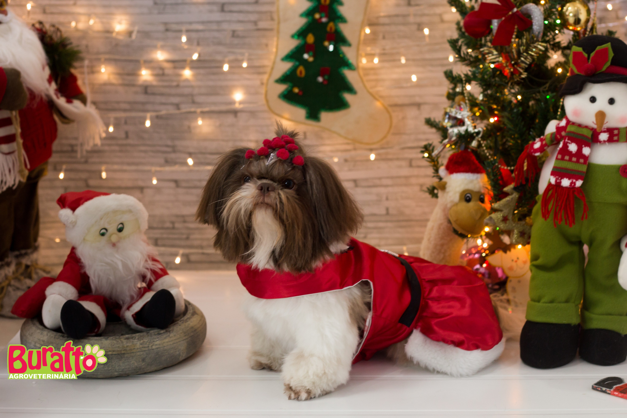 2018 — Natal encantado dos Pets. Fotografia Pet — estúdio, eventos, aniversários, ensaios temáticos
