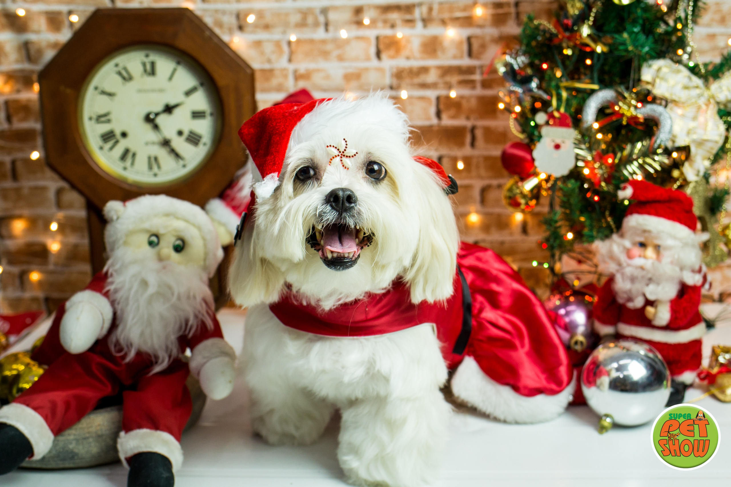 2019 — Natal encantado dos Pets. Fotografia Pet — estúdio, eventos, aniversários, ensaios temáticos