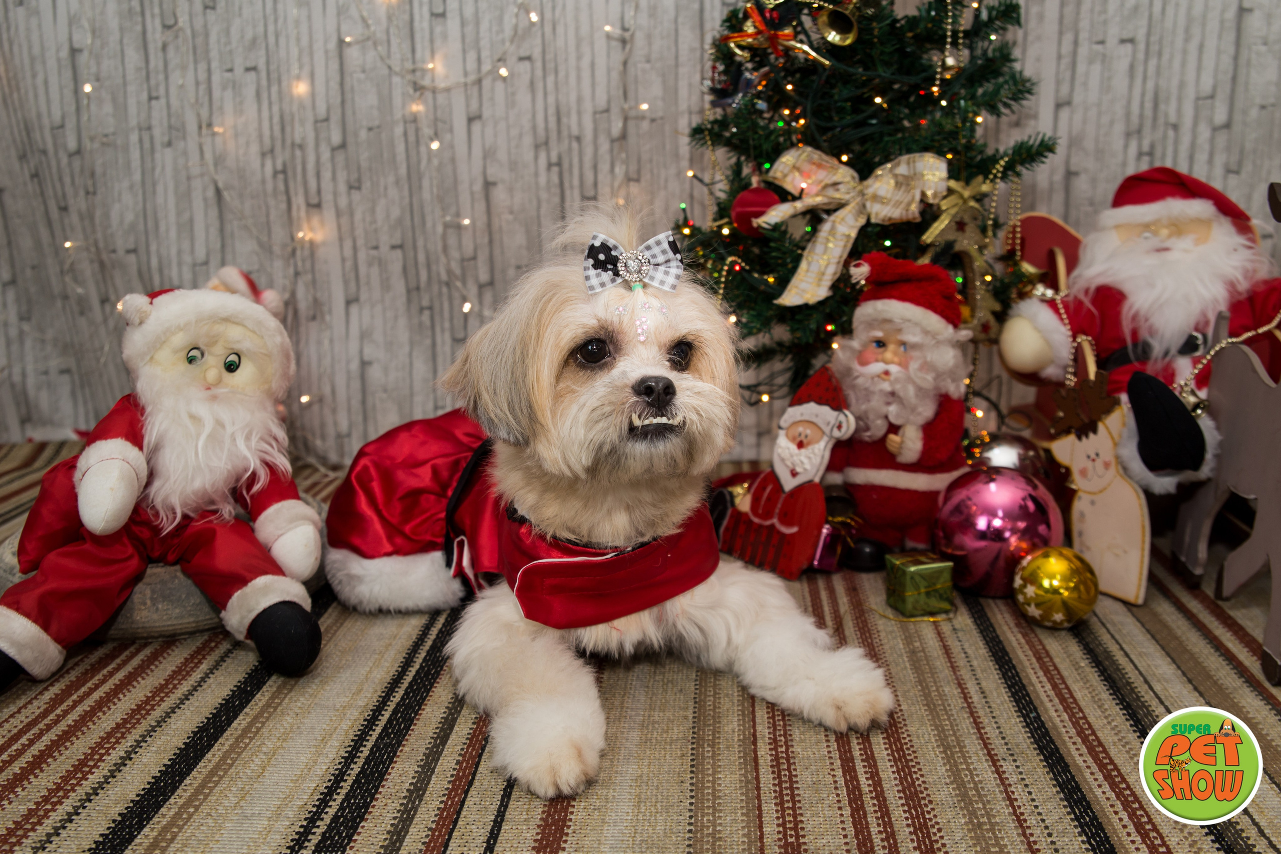 2019 — Natal encantado dos Pets. Fotografia Pet — estúdio, eventos, aniversários, ensaios temáticos
