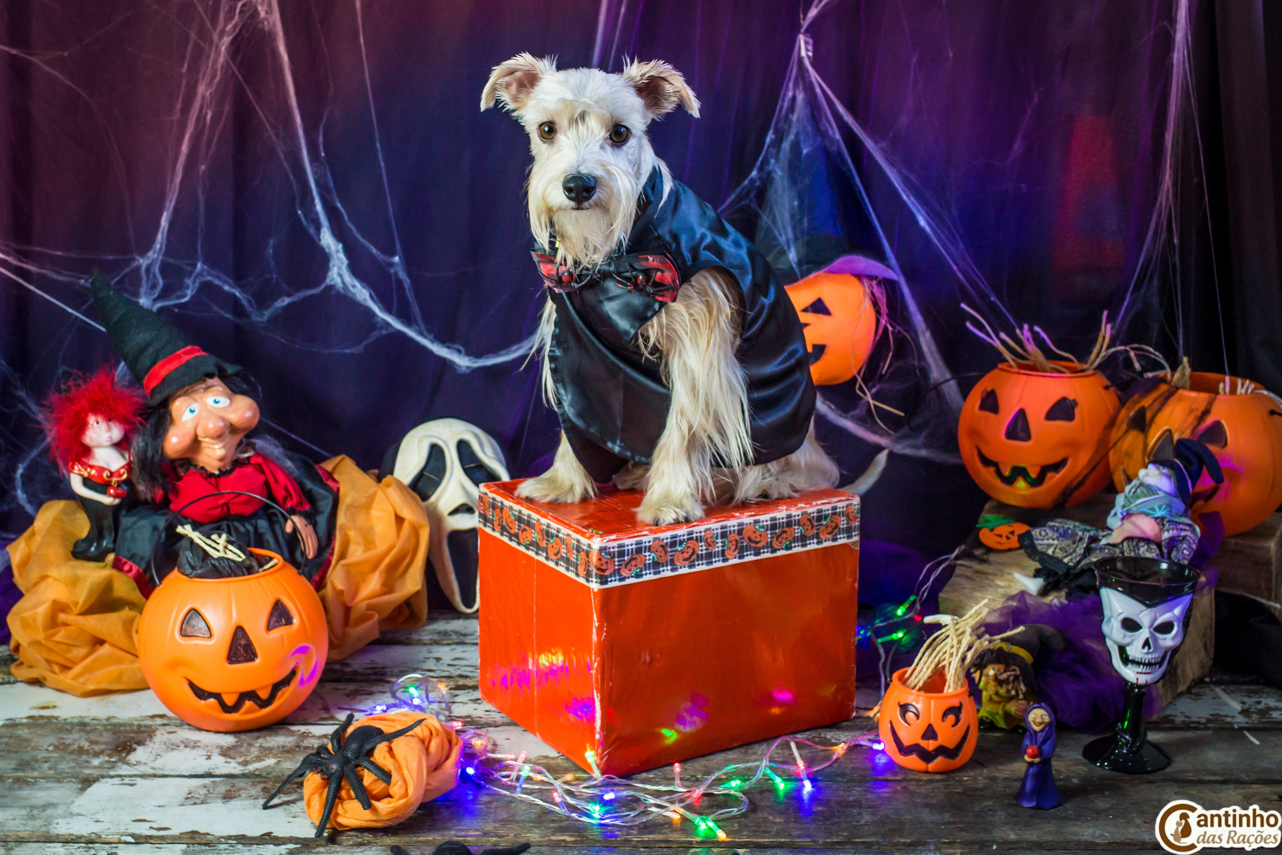 Hallowen — 2020 Doces ou travessuras. Fotografia Pet — estúdio, eventos, aniversários, ensaios temáticos