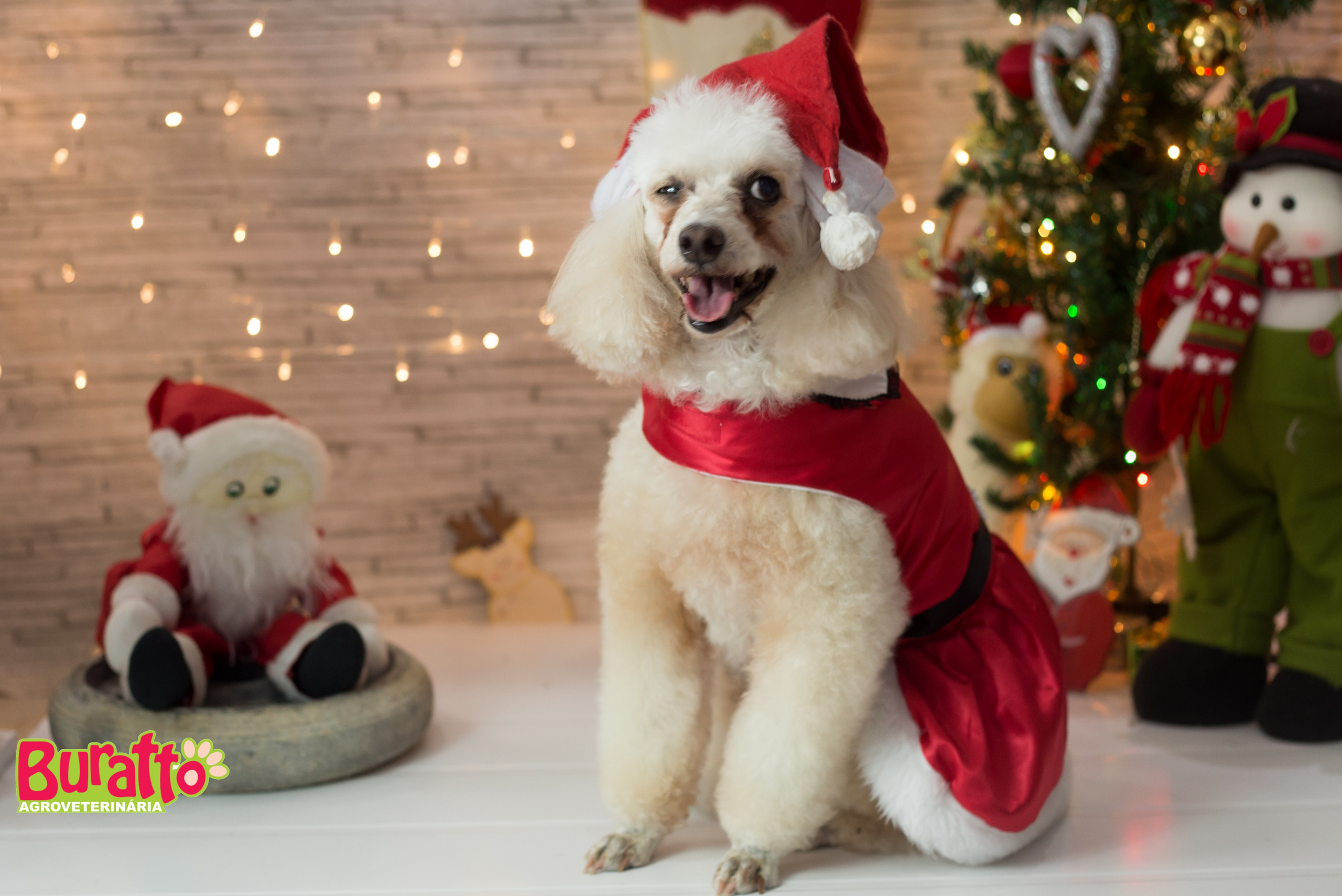 2018 — Natal encantado dos Pets. Fotografia Pet — estúdio, eventos, aniversários, ensaios temáticos
