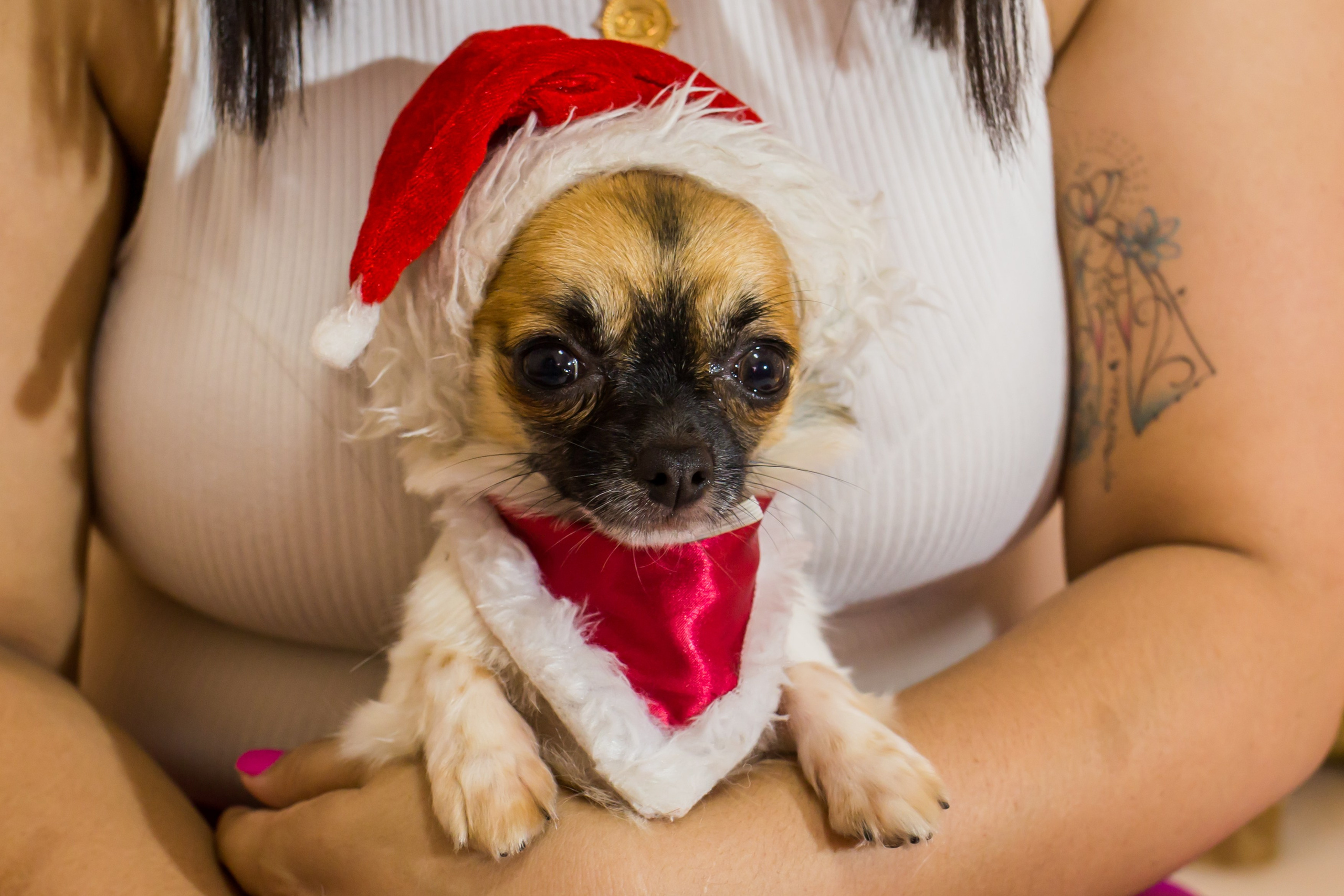 2021 — Natal encantado dos Pets. Fotografia Pet — estúdio, eventos, aniversários, ensaios temáticos