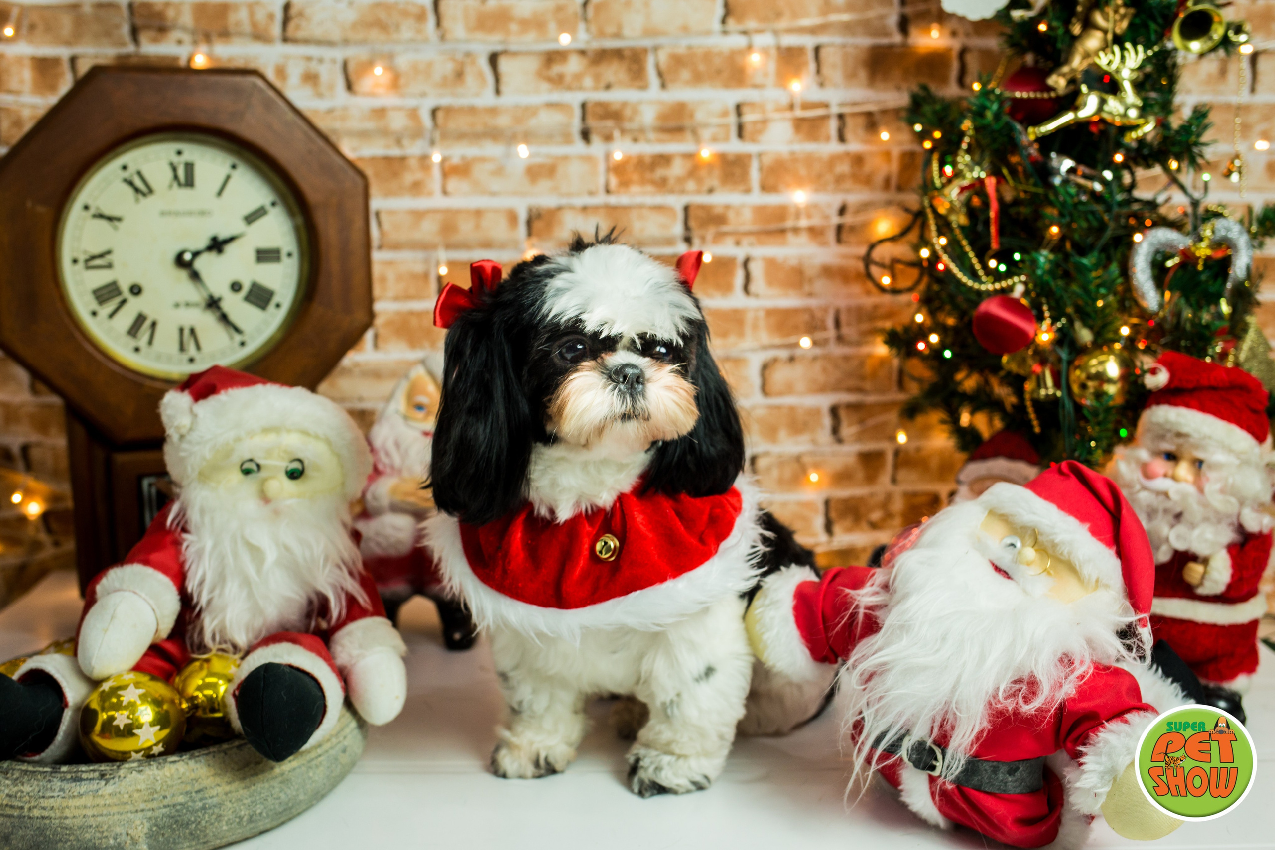 2019 — Natal encantado dos Pets. Fotografia Pet — estúdio, eventos, aniversários, ensaios temáticos