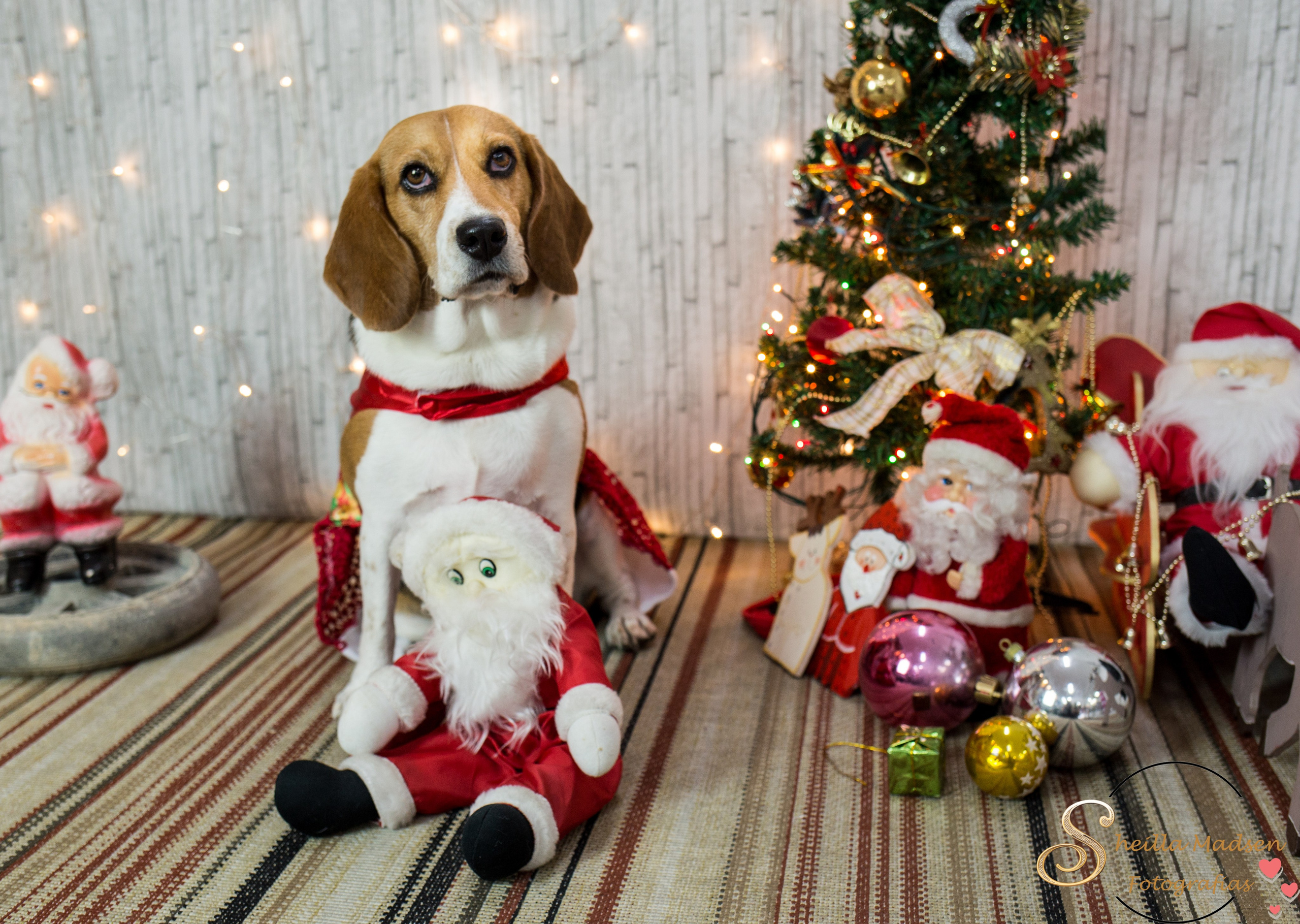 2019 — Natal encantado dos Pets. Fotografia Pet — estúdio, eventos, aniversários, ensaios temáticos