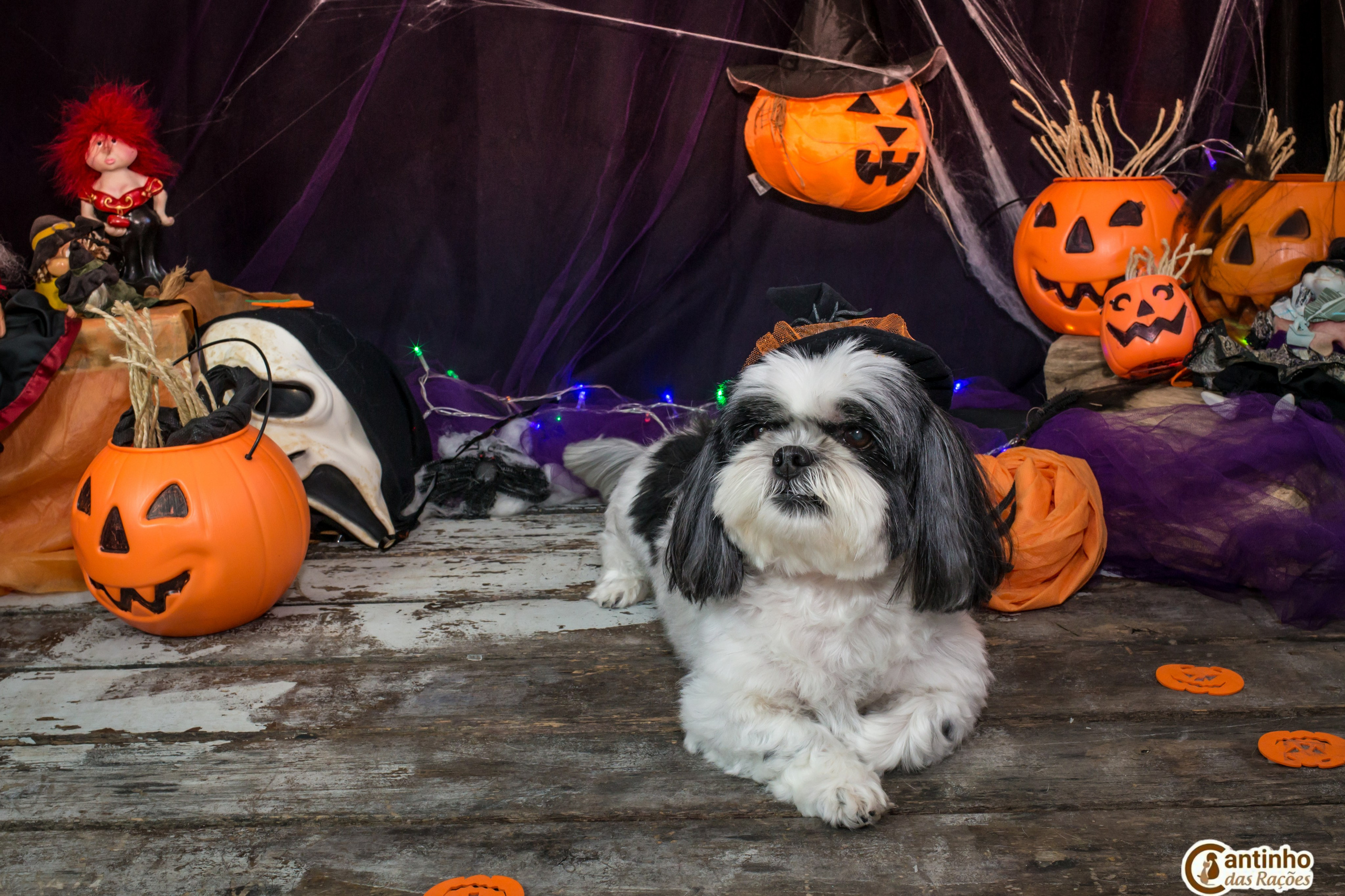 Hallowen — 2020 Doces ou travessuras. Fotografia Pet — estúdio, eventos, aniversários, ensaios temáticos