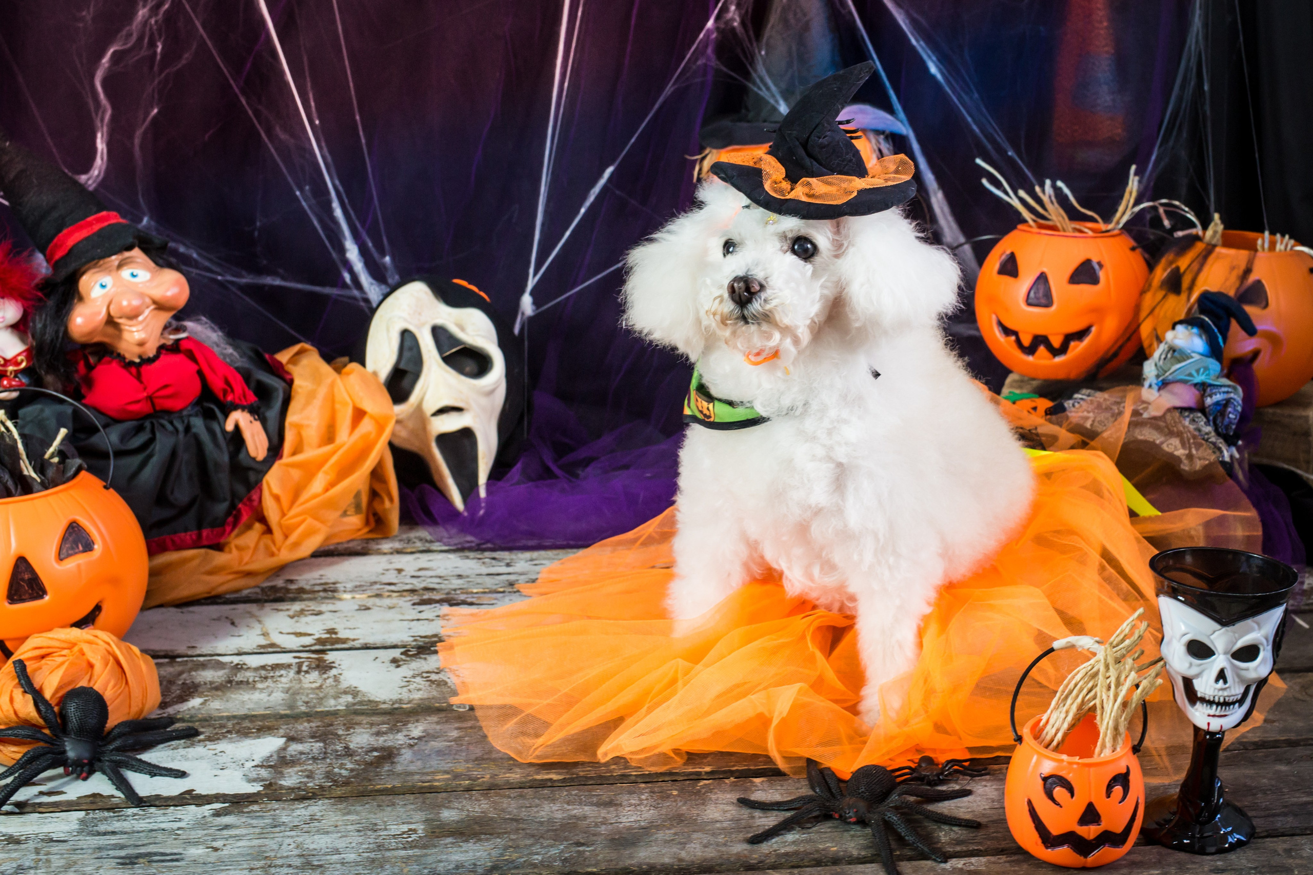 Hallowen — 2020 Doces ou travessuras. Fotografia Pet — estúdio, eventos, aniversários, ensaios temáticos