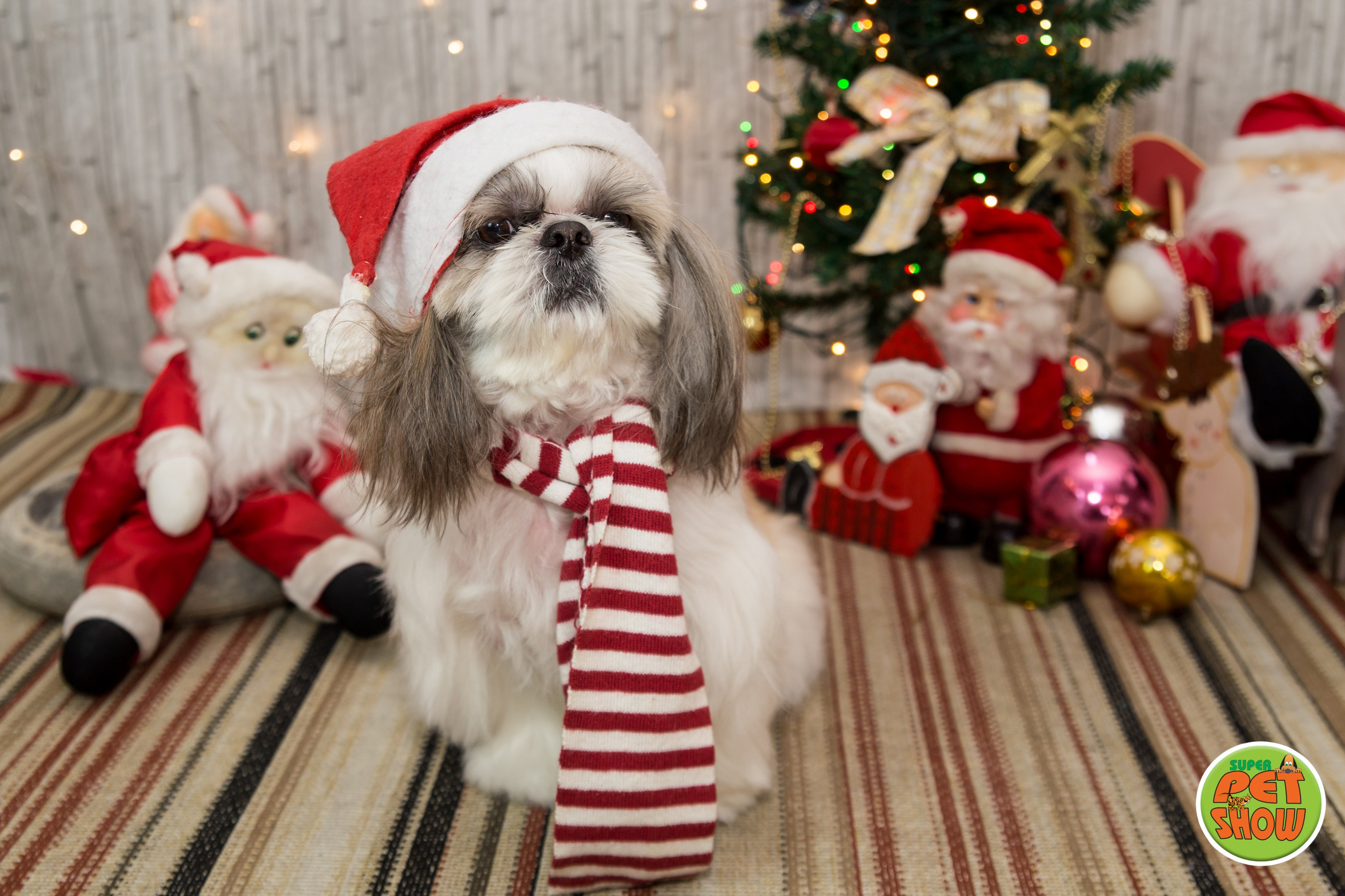 2019 — Natal encantado dos Pets. Fotografia Pet — estúdio, eventos, aniversários, ensaios temáticos