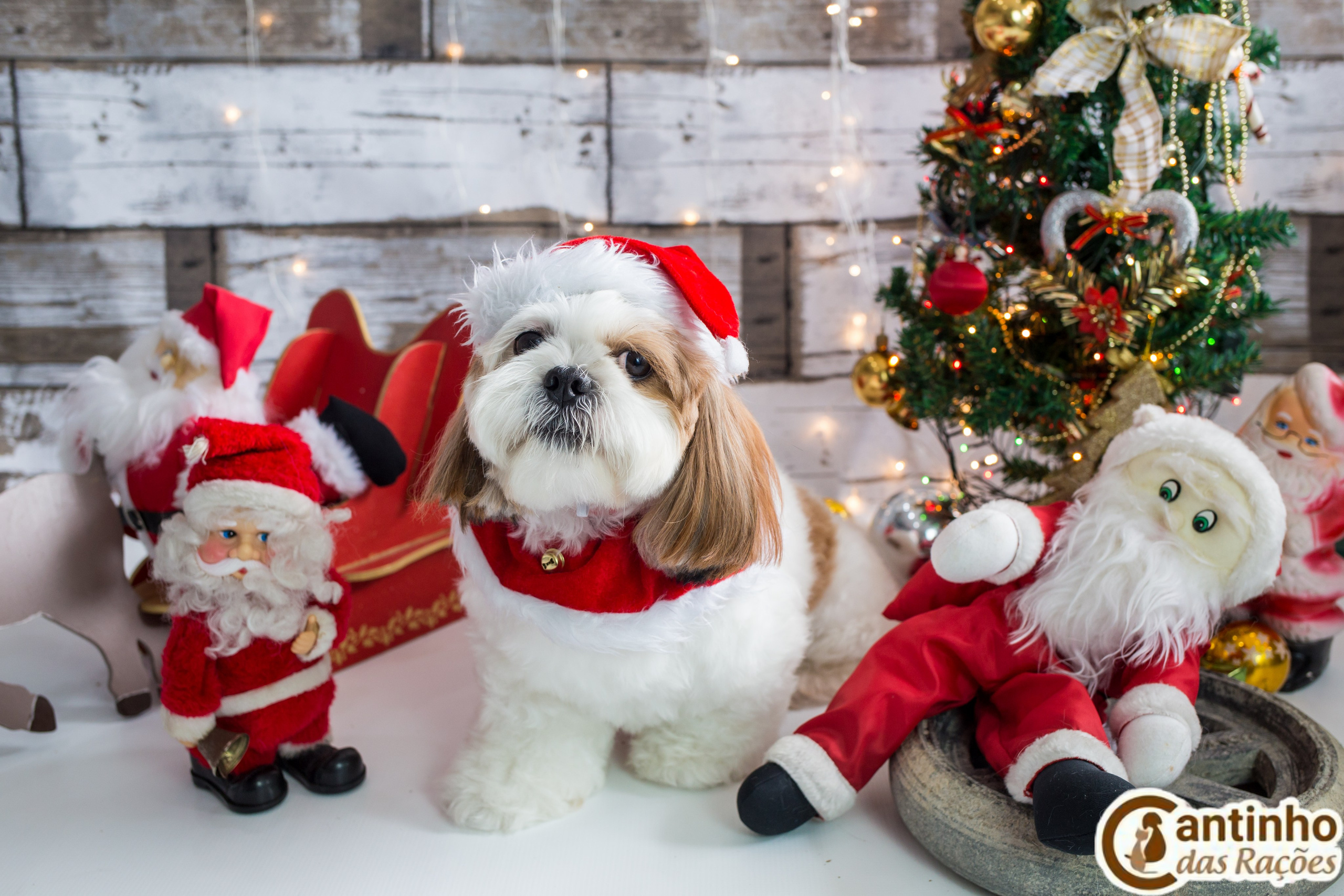 2019 — Natal encantado dos Pets. Fotografia Pet — estúdio, eventos, aniversários, ensaios temáticos