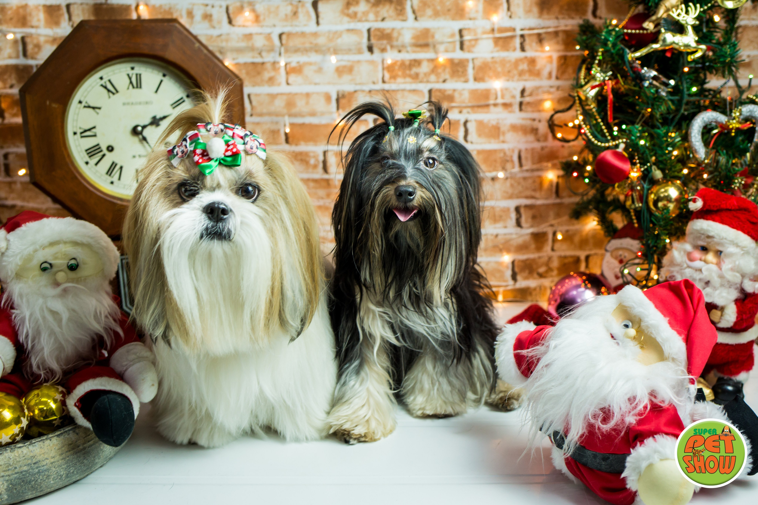 2019 — Natal encantado dos Pets. Fotografia Pet — estúdio, eventos, aniversários, ensaios temáticos