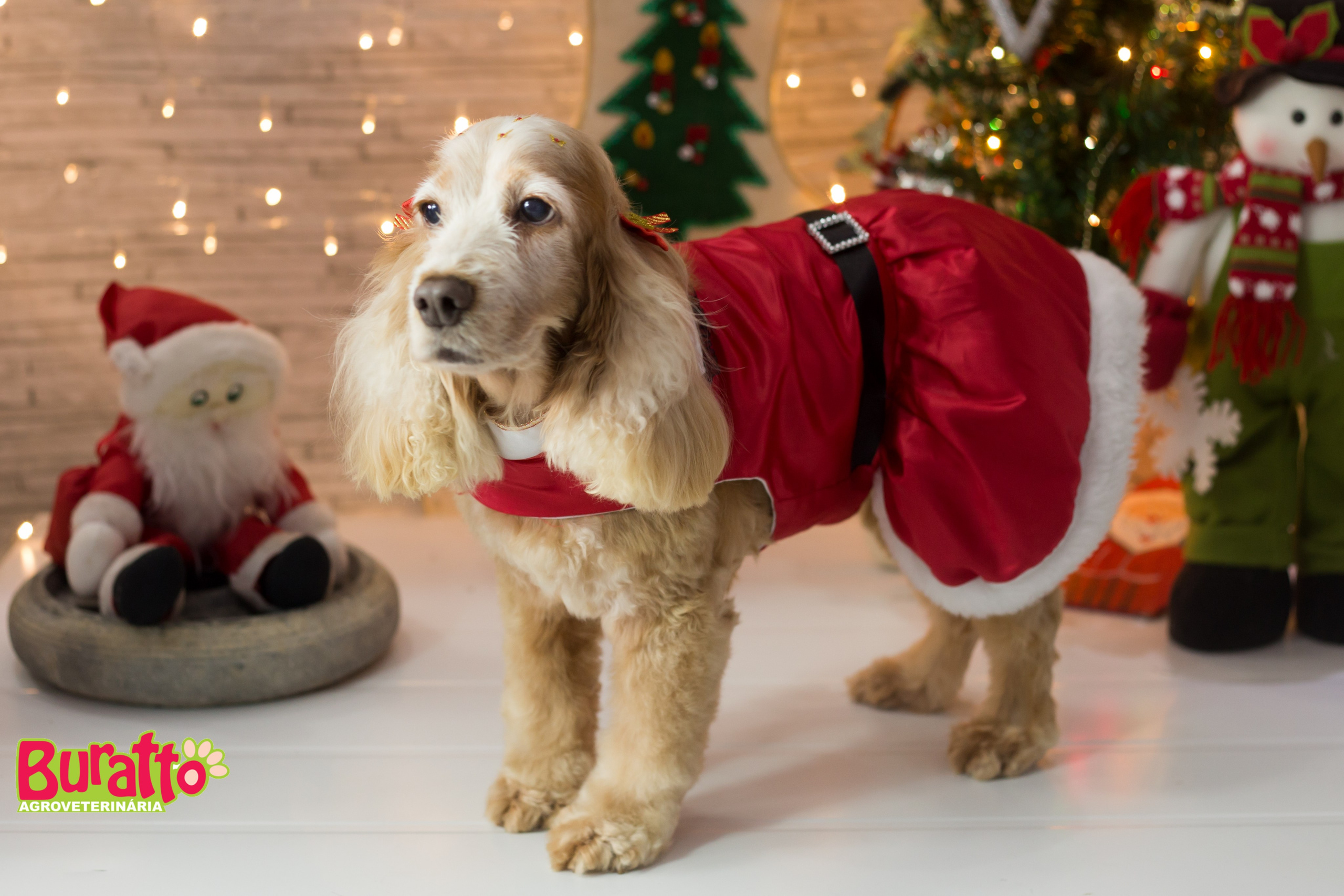 2018 — Natal encantado dos Pets. Fotografia Pet — estúdio, eventos, aniversários, ensaios temáticos