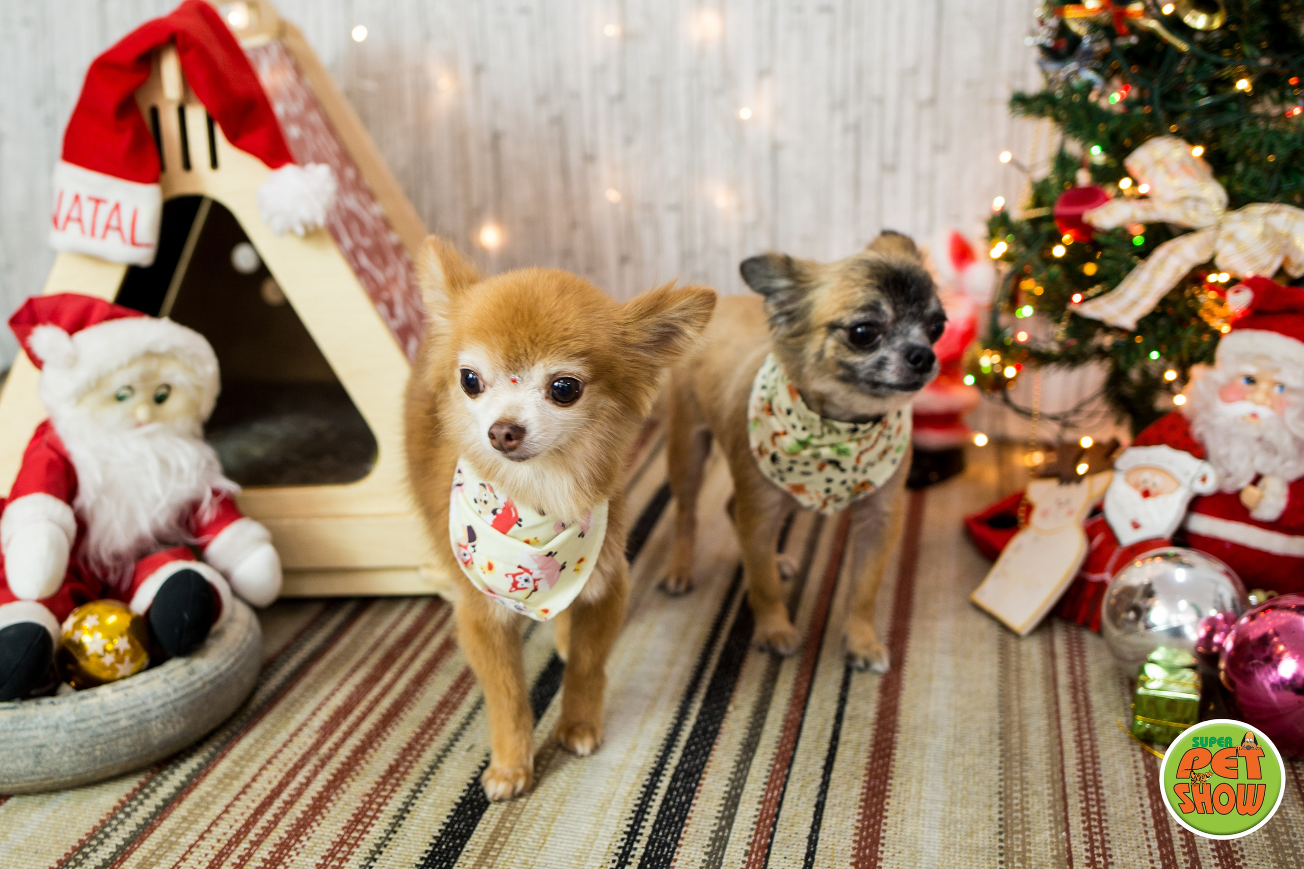 2019 — Natal encantado dos Pets. Fotografia Pet — estúdio, eventos, aniversários, ensaios temáticos
