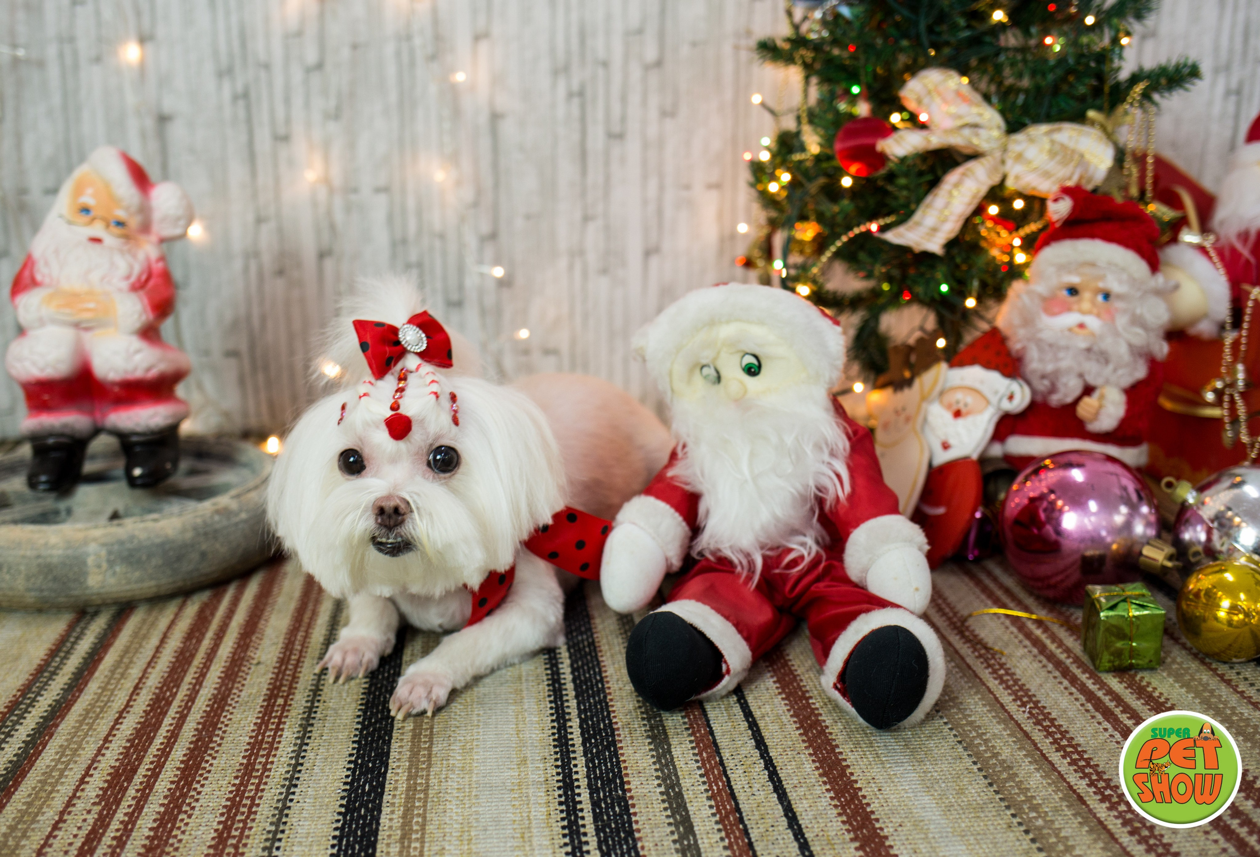 2019 — Natal encantado dos Pets. Fotografia Pet — estúdio, eventos, aniversários, ensaios temáticos