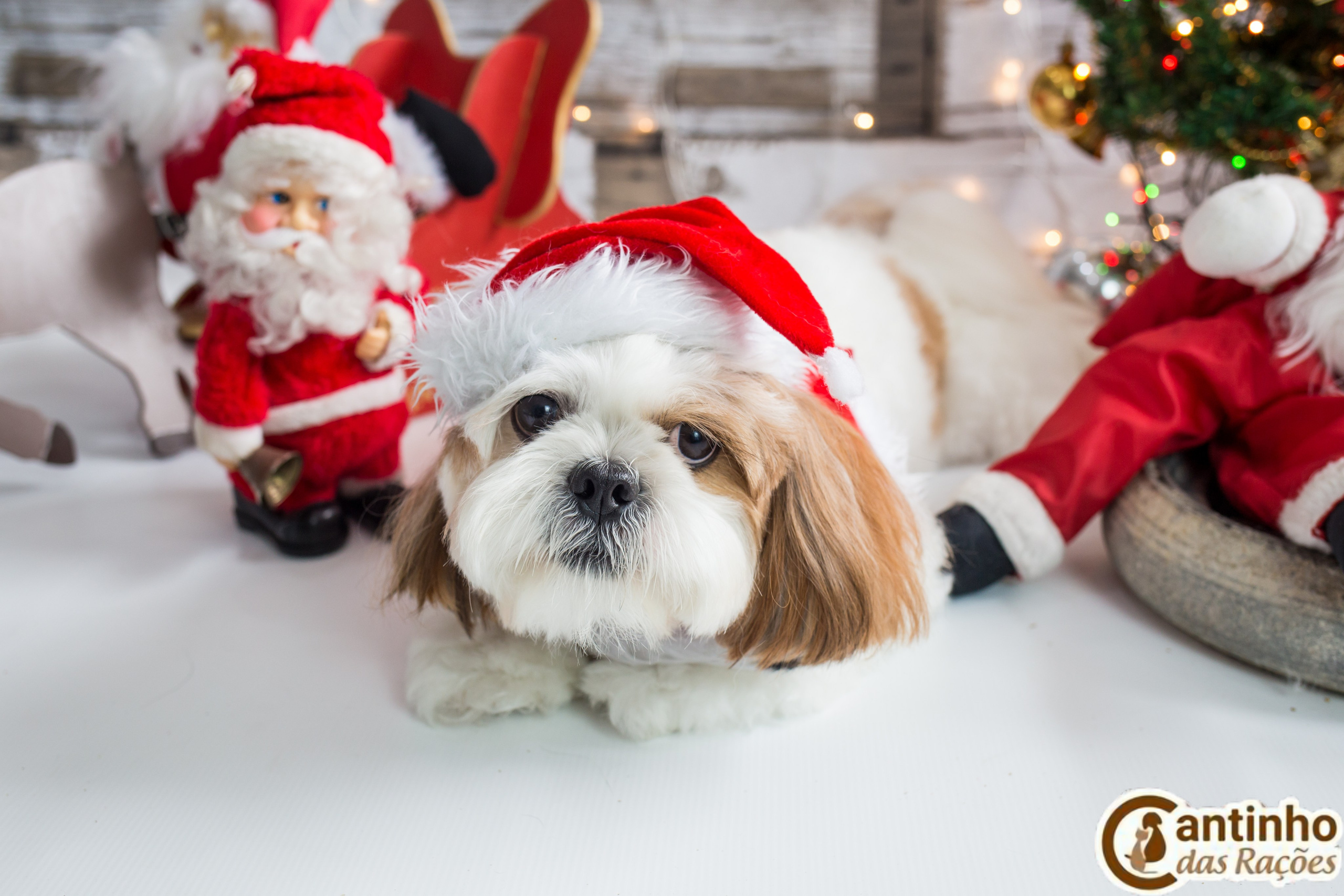 2019 — Natal encantado dos Pets. Fotografia Pet — estúdio, eventos, aniversários, ensaios temáticos