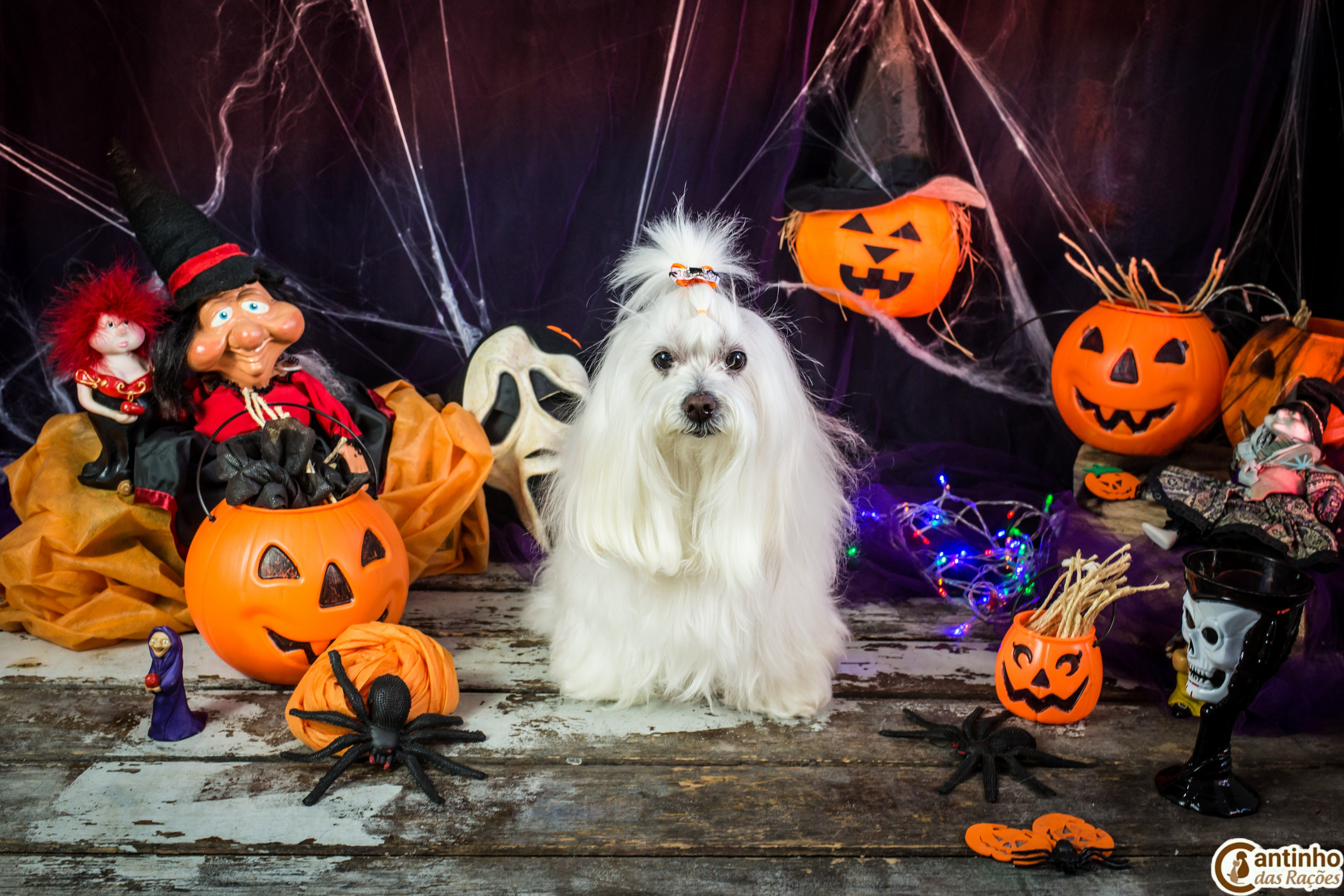 Hallowen — 2020 Doces ou travessuras. Fotografia Pet — estúdio, eventos, aniversários, ensaios temáticos