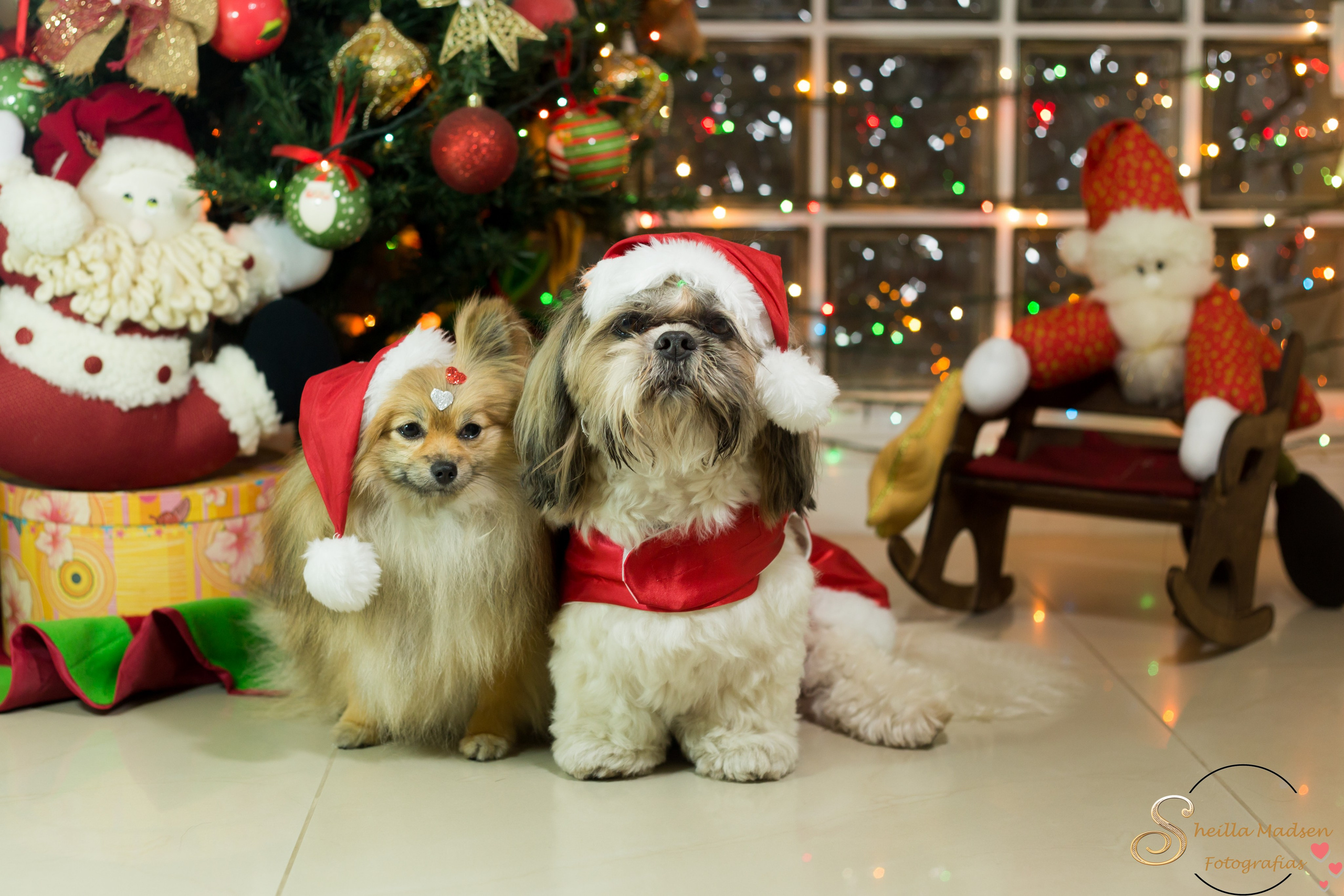 🐾 Um Natal cheio de amor, no cantinho deles. Fotografia Pet — estúdio, eventos, aniversários, ensaios temáticos