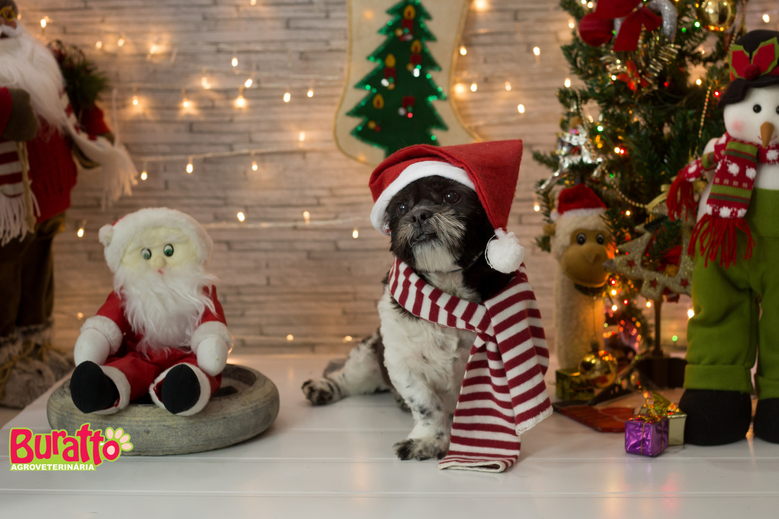 2018 — Natal encantado dos Pets. Fotografia Pet — estúdio, eventos, aniversários, ensaios temáticos