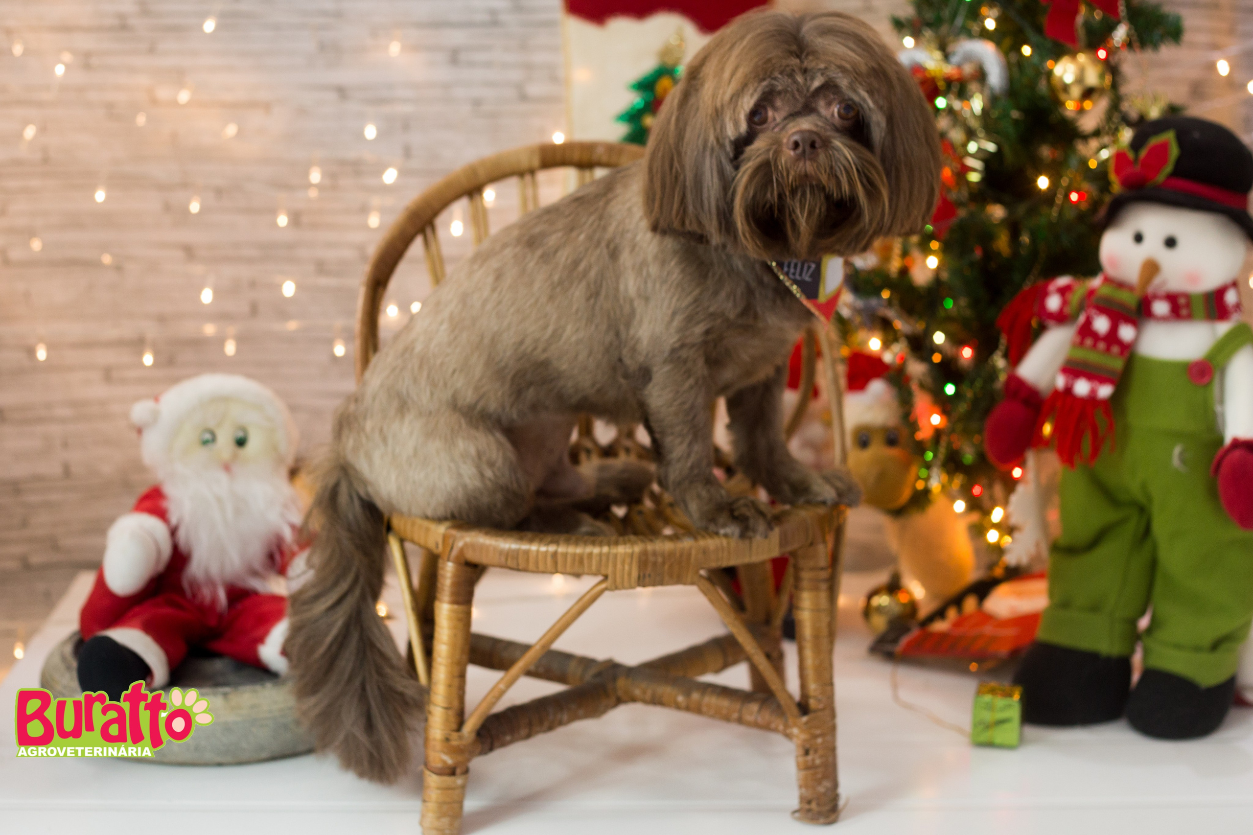 2018 — Natal encantado dos Pets. Fotografia Pet — estúdio, eventos, aniversários, ensaios temáticos