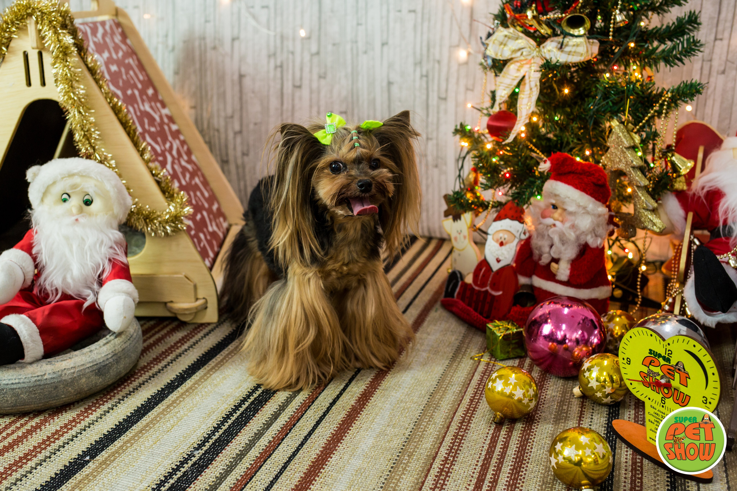 2019 — Natal encantado dos Pets. Fotografia Pet — estúdio, eventos, aniversários, ensaios temáticos