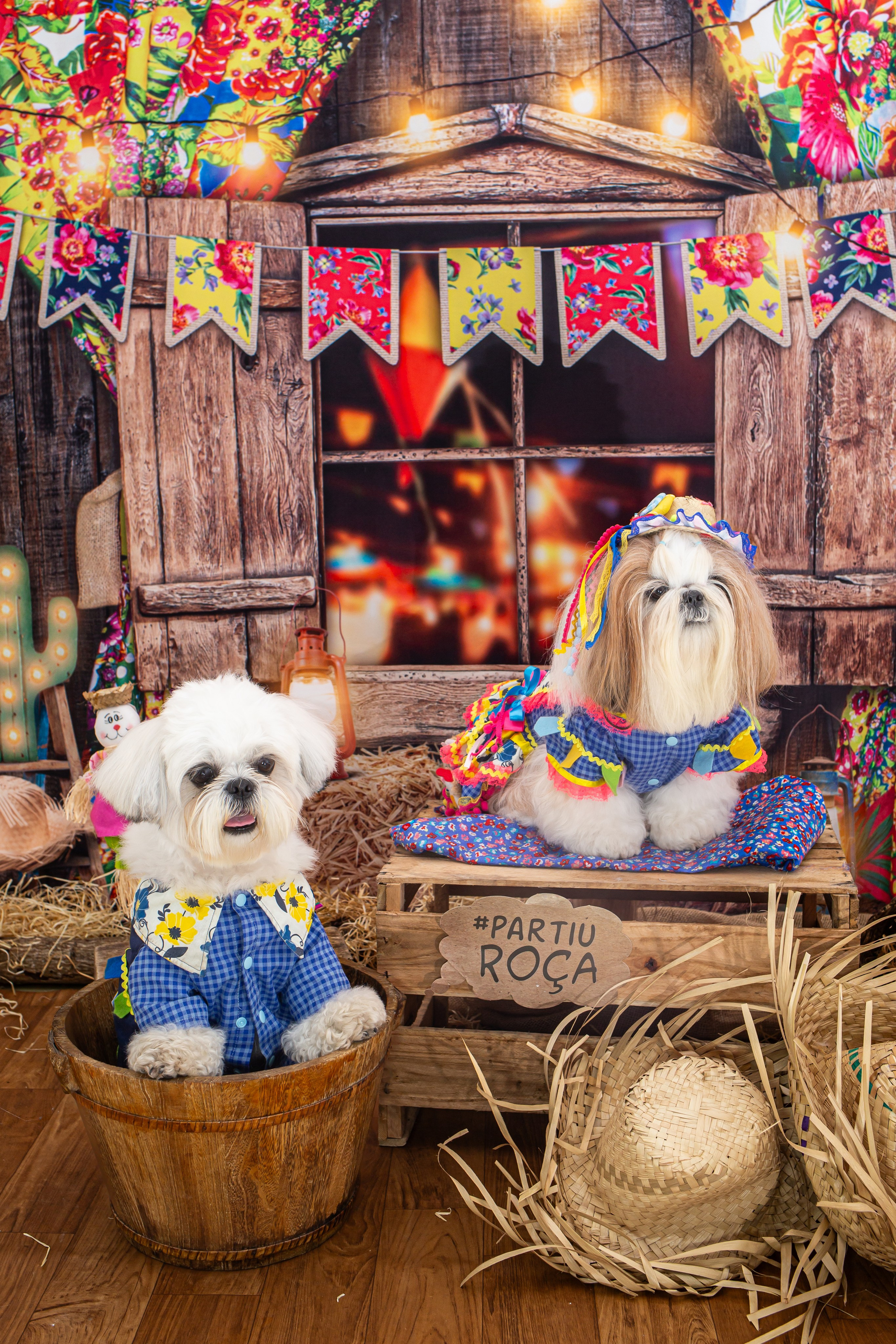Fotografia Pet — estúdio, eventos, aniversários, ensaios temáticos
