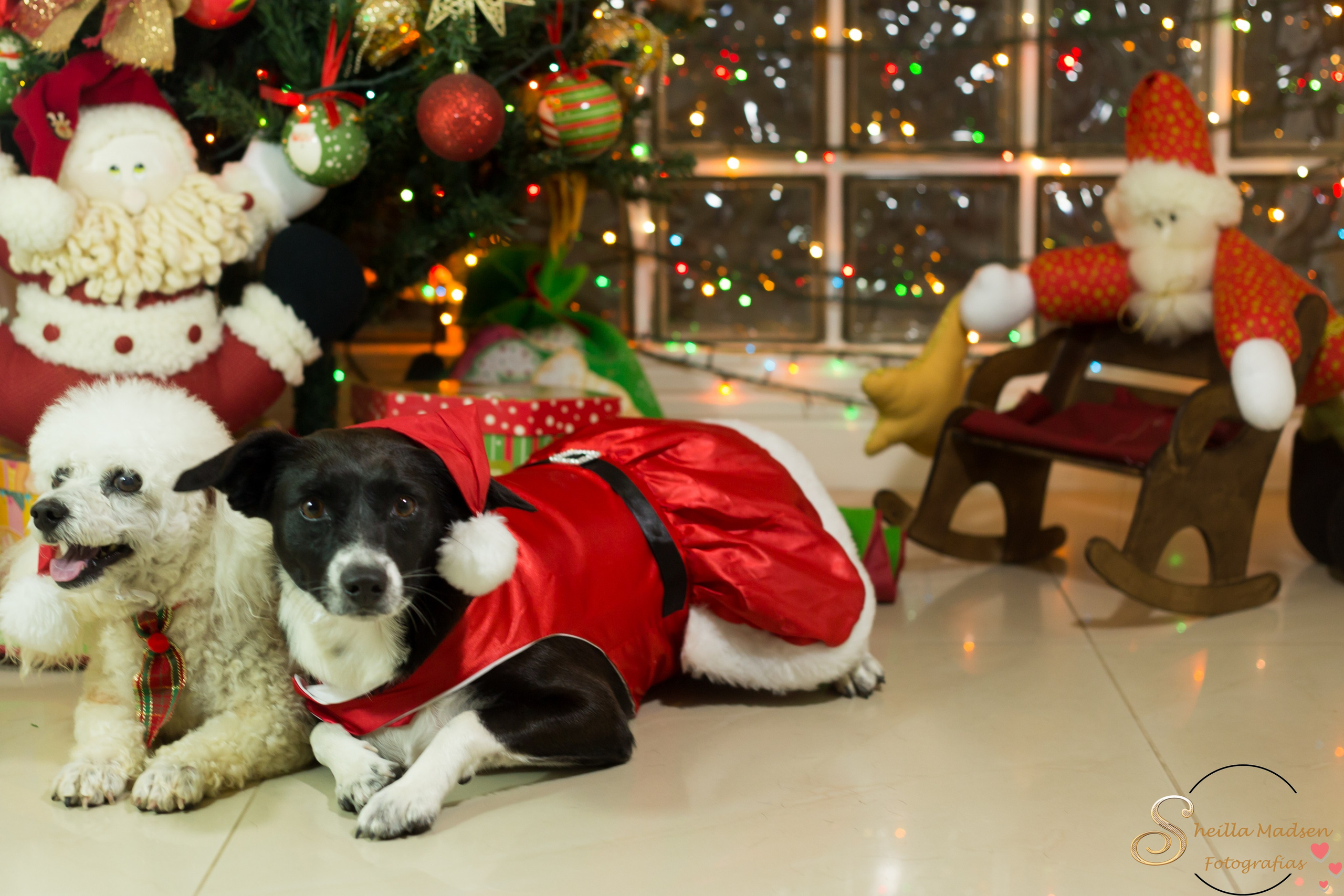 🐾 Um Natal cheio de amor, no cantinho deles. Fotografia Pet — estúdio, eventos, aniversários, ensaios temáticos