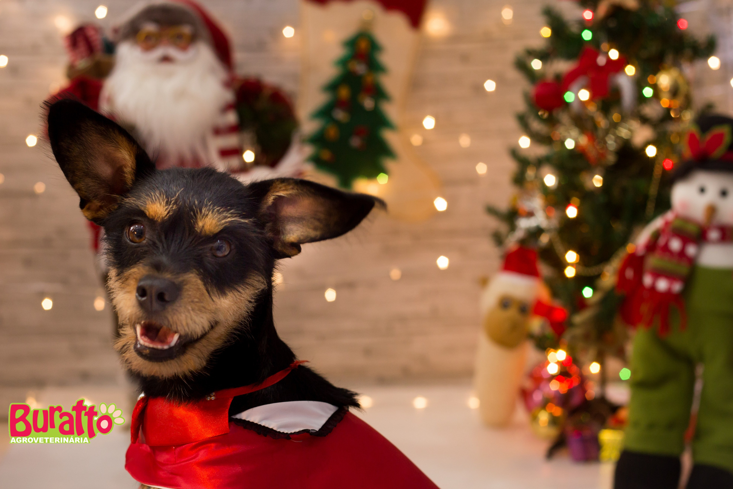2018 — Natal encantado dos Pets. Fotografia Pet — estúdio, eventos, aniversários, ensaios temáticos