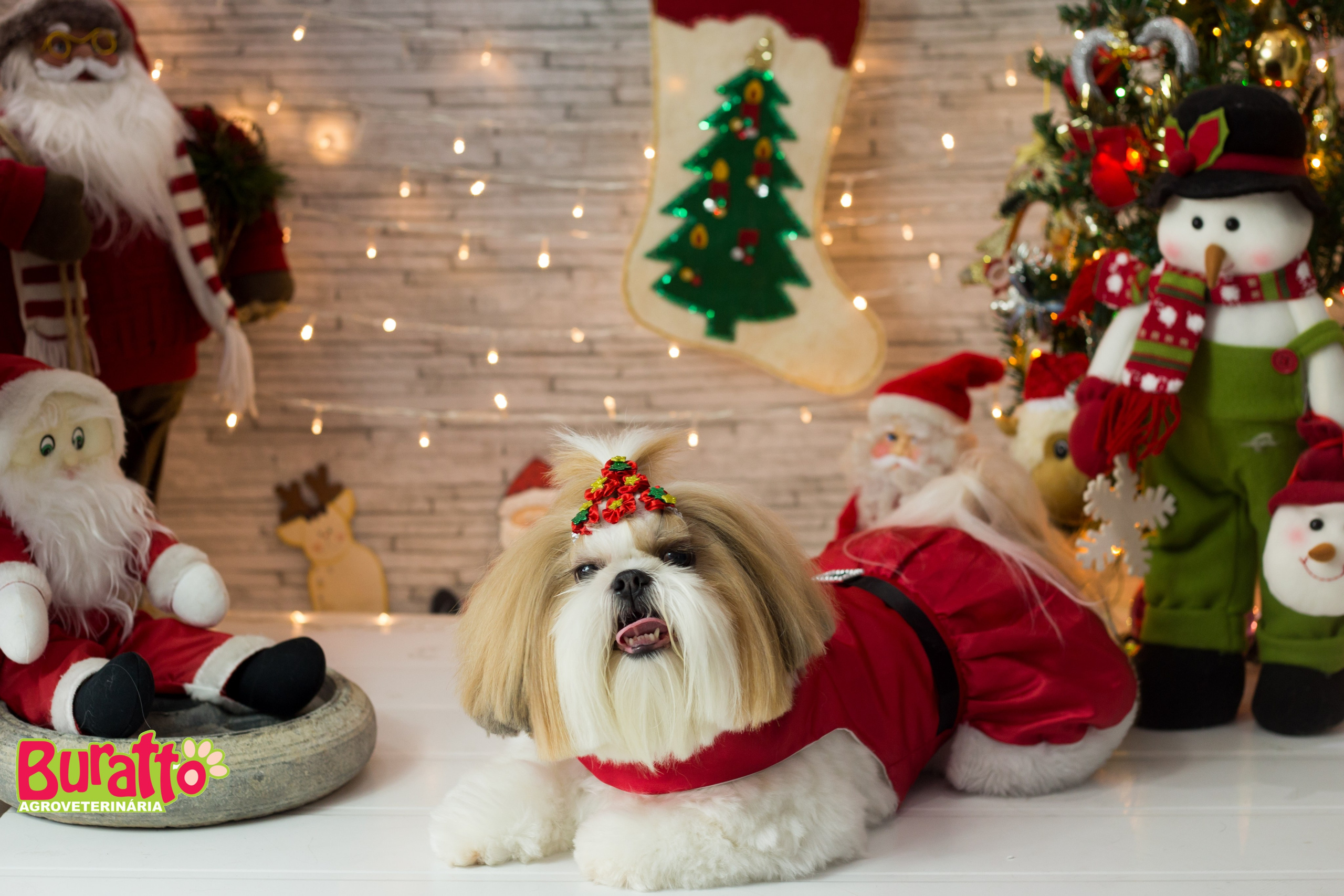 2018 — Natal encantado dos Pets. Fotografia Pet — estúdio, eventos, aniversários, ensaios temáticos