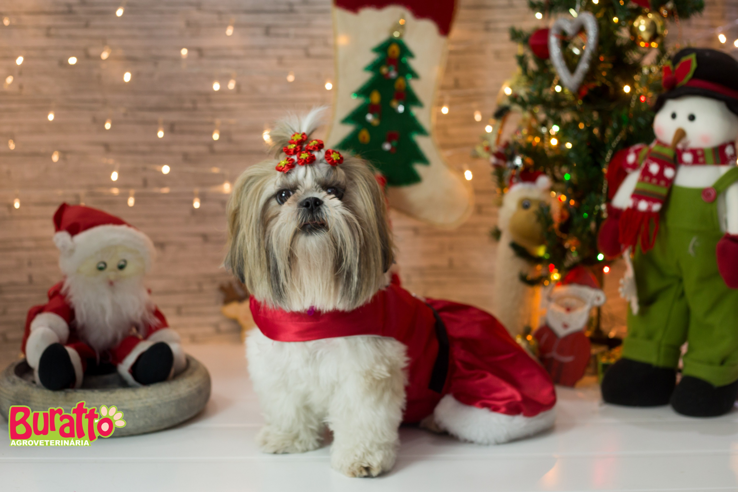 2018 — Natal encantado dos Pets. Fotografia Pet — estúdio, eventos, aniversários, ensaios temáticos