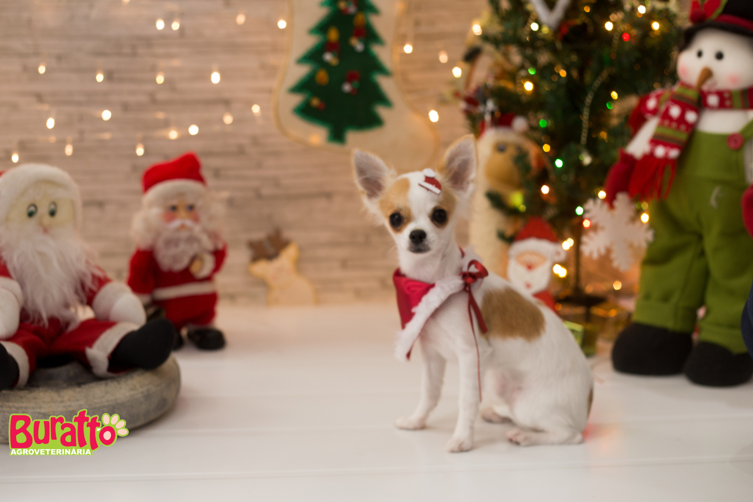 2018 — Natal encantado dos Pets. Fotografia Pet — estúdio, eventos, aniversários, ensaios temáticos