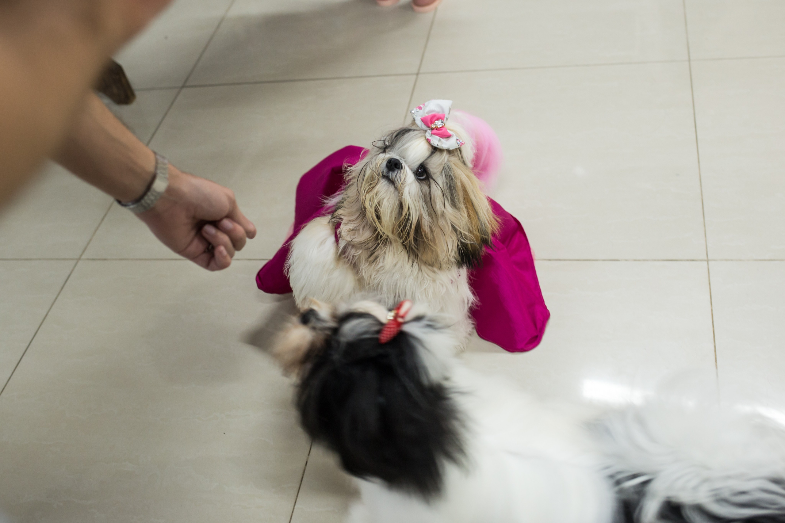 Kiara — 1 aninho. Fotografia Pet — estúdio, eventos, aniversários, ensaios temáticos