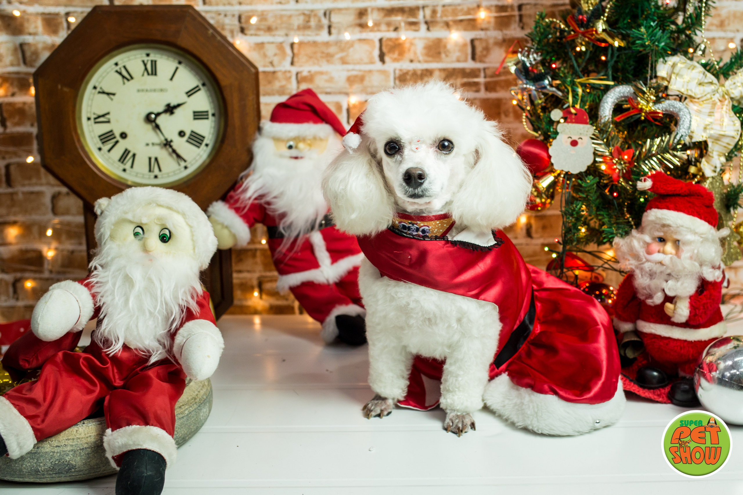 2019 — Natal encantado dos Pets. Fotografia Pet — estúdio, eventos, aniversários, ensaios temáticos