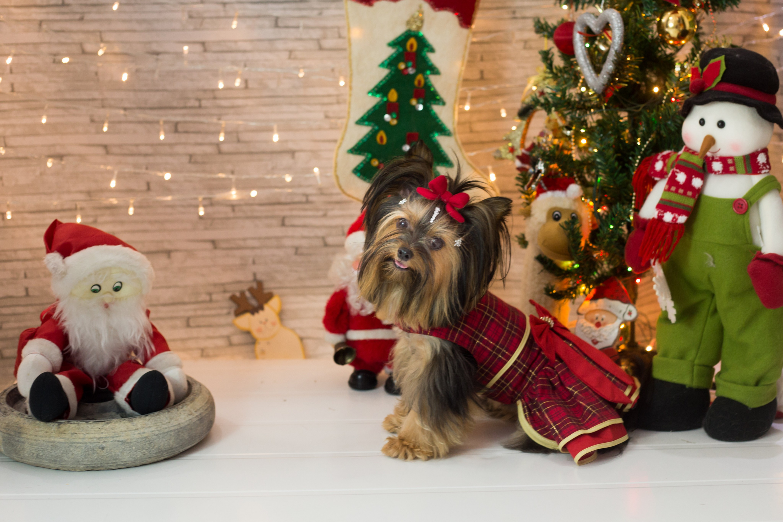 2018 — Natal encantado dos Pets. Fotografia Pet — estúdio, eventos, aniversários, ensaios temáticos