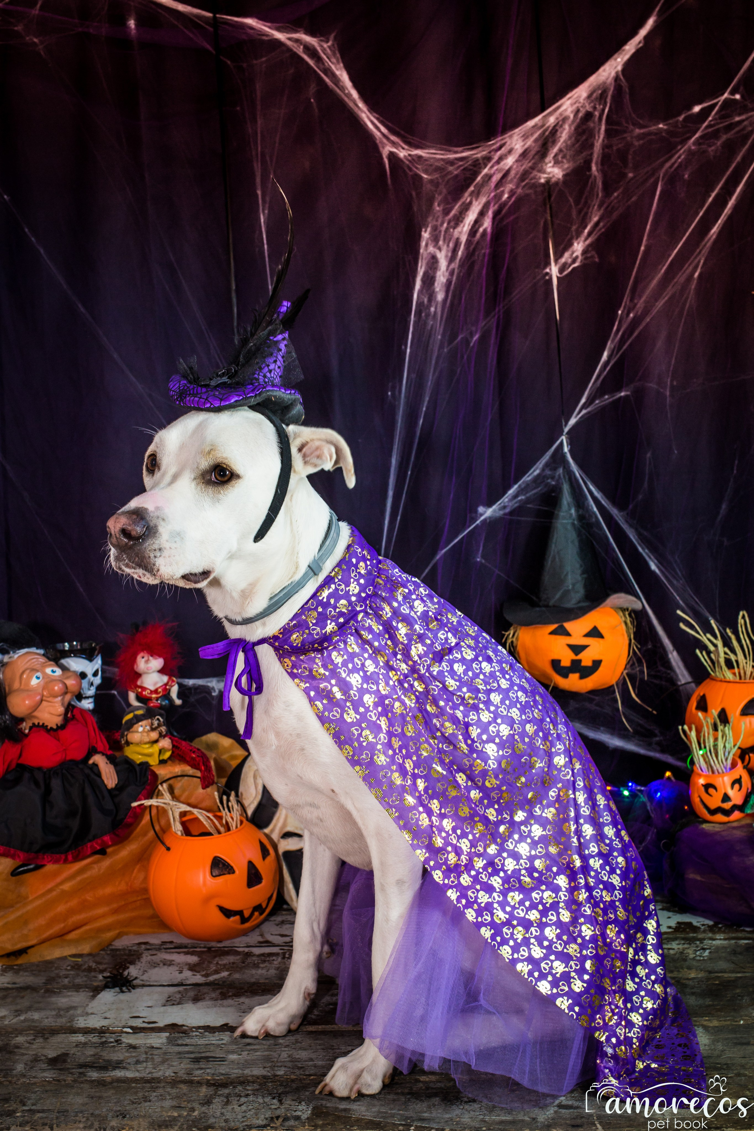 Hallowen — 2020 Doces ou travessuras. Fotografia Pet — estúdio, eventos, aniversários, ensaios temáticos