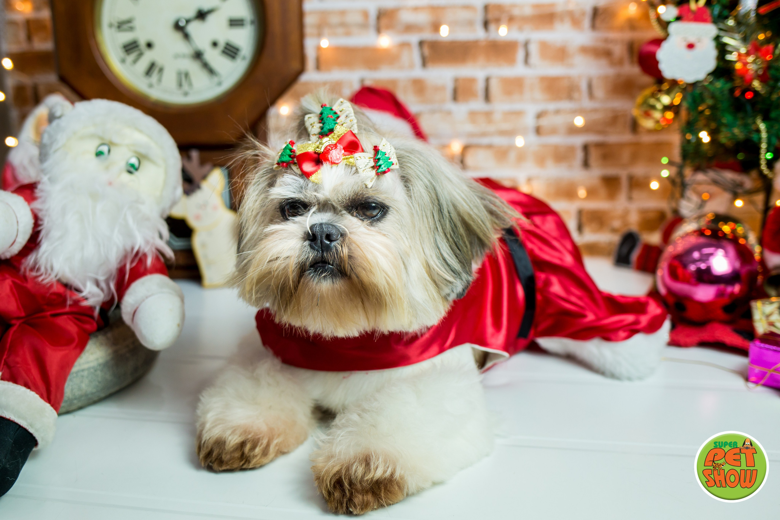 2019 — Natal encantado dos Pets. Fotografia Pet — estúdio, eventos, aniversários, ensaios temáticos