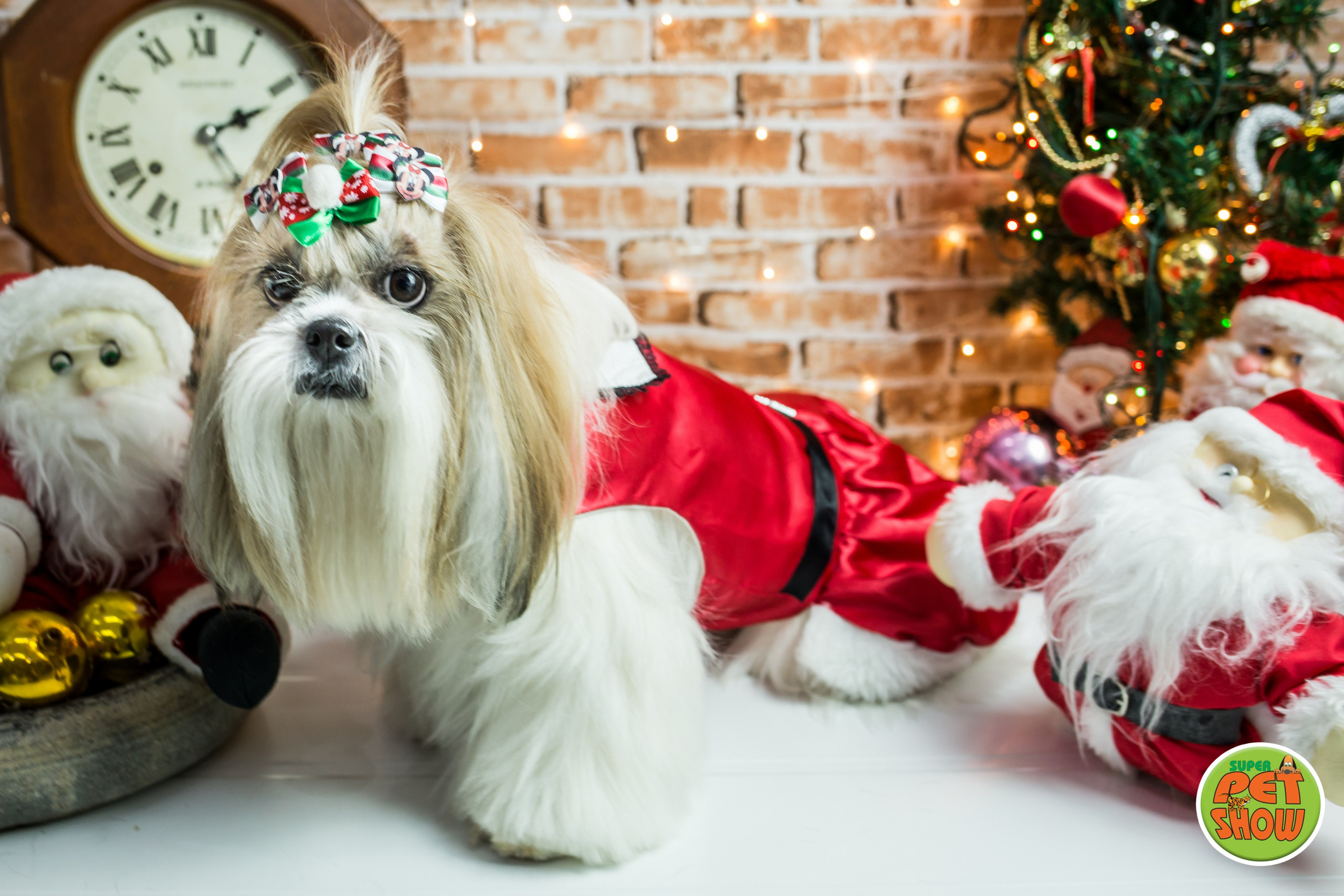 2019 — Natal encantado dos Pets. Fotografia Pet — estúdio, eventos, aniversários, ensaios temáticos