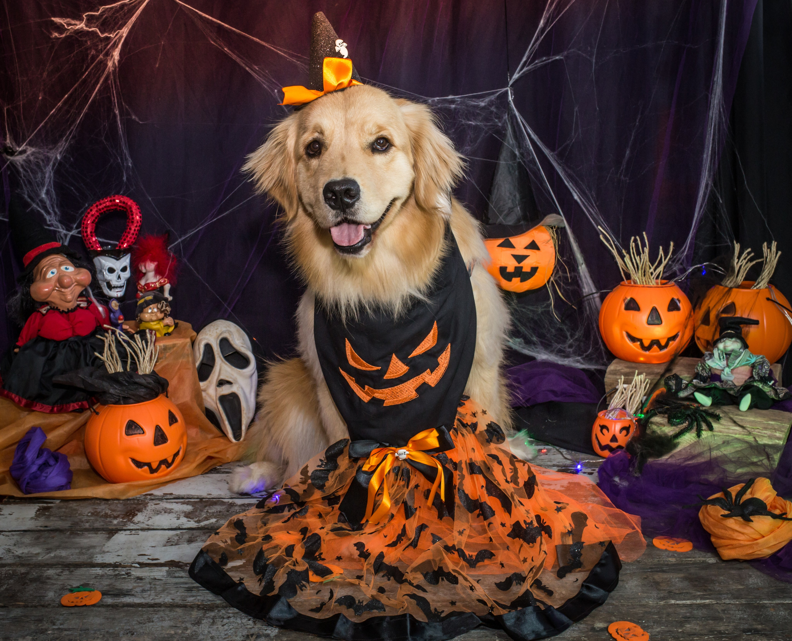 Hallowen — 2020 Doces ou travessuras. Fotografia Pet — estúdio, eventos, aniversários, ensaios temáticos