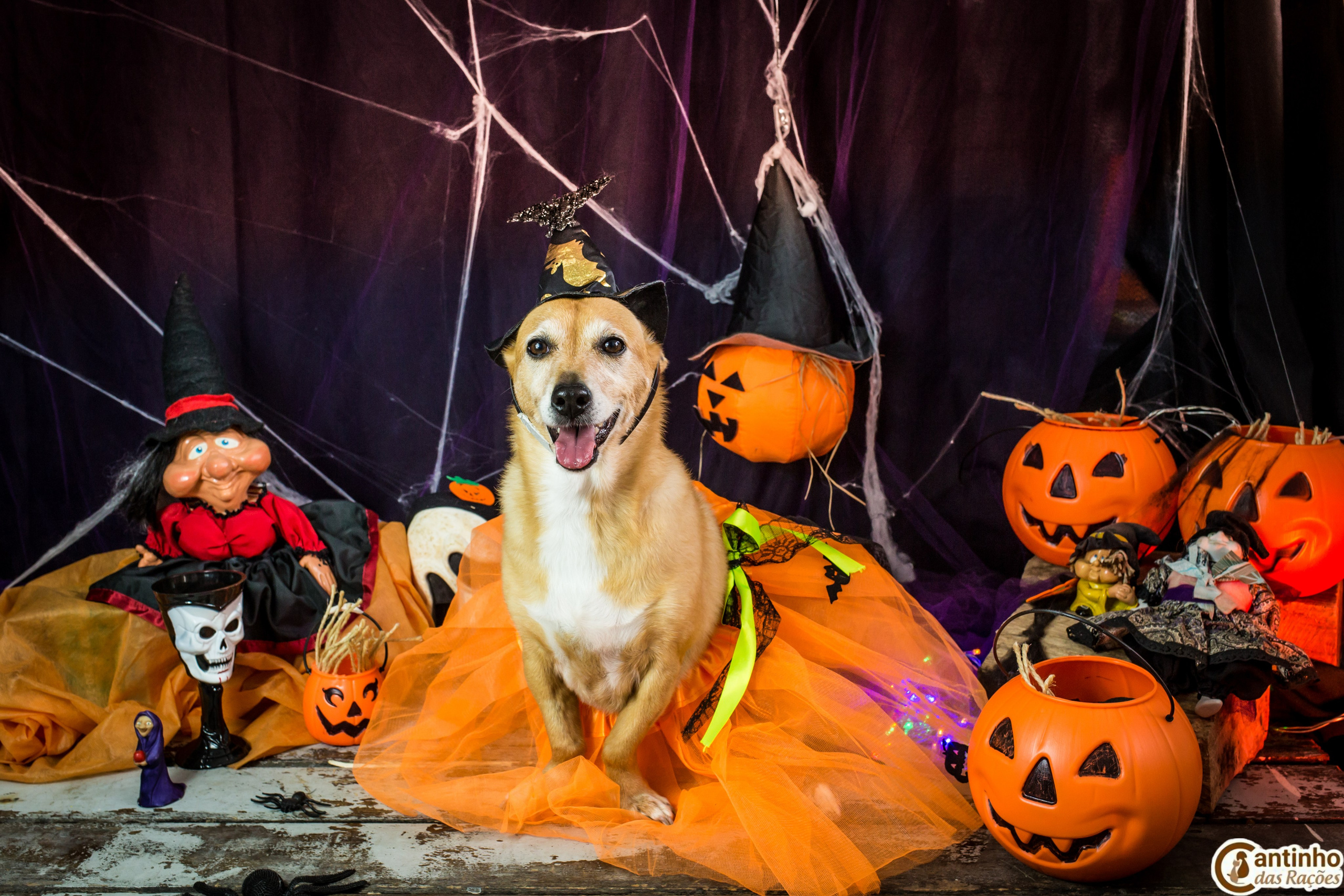 Hallowen — 2020 Doces ou travessuras. Fotografia Pet — estúdio, eventos, aniversários, ensaios temáticos