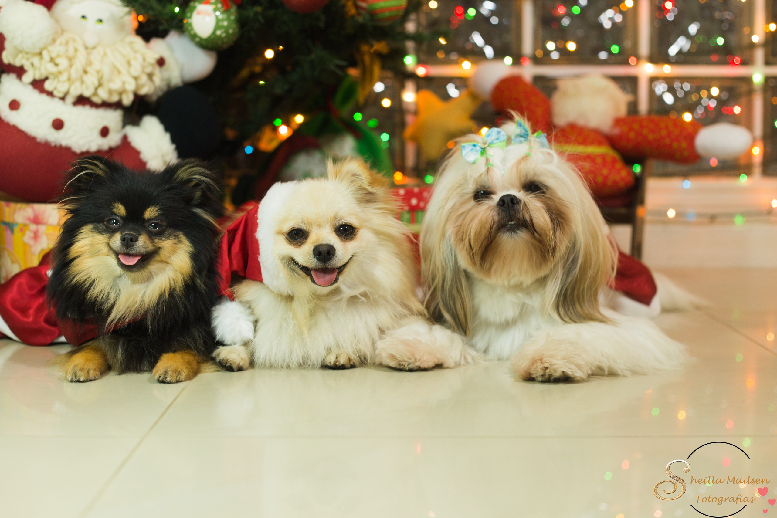 Fotografia Pet — estúdio, eventos, aniversários, ensaios temáticos