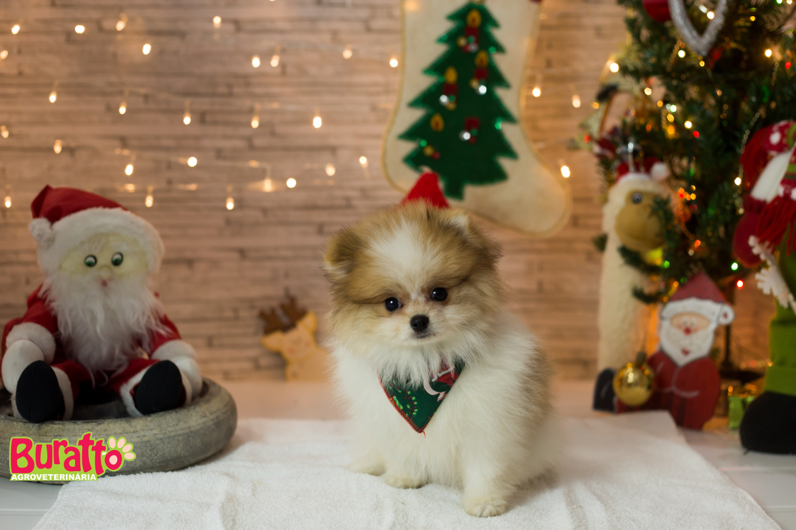 2018 — Natal encantado dos Pets. Fotografia Pet — estúdio, eventos, aniversários, ensaios temáticos
