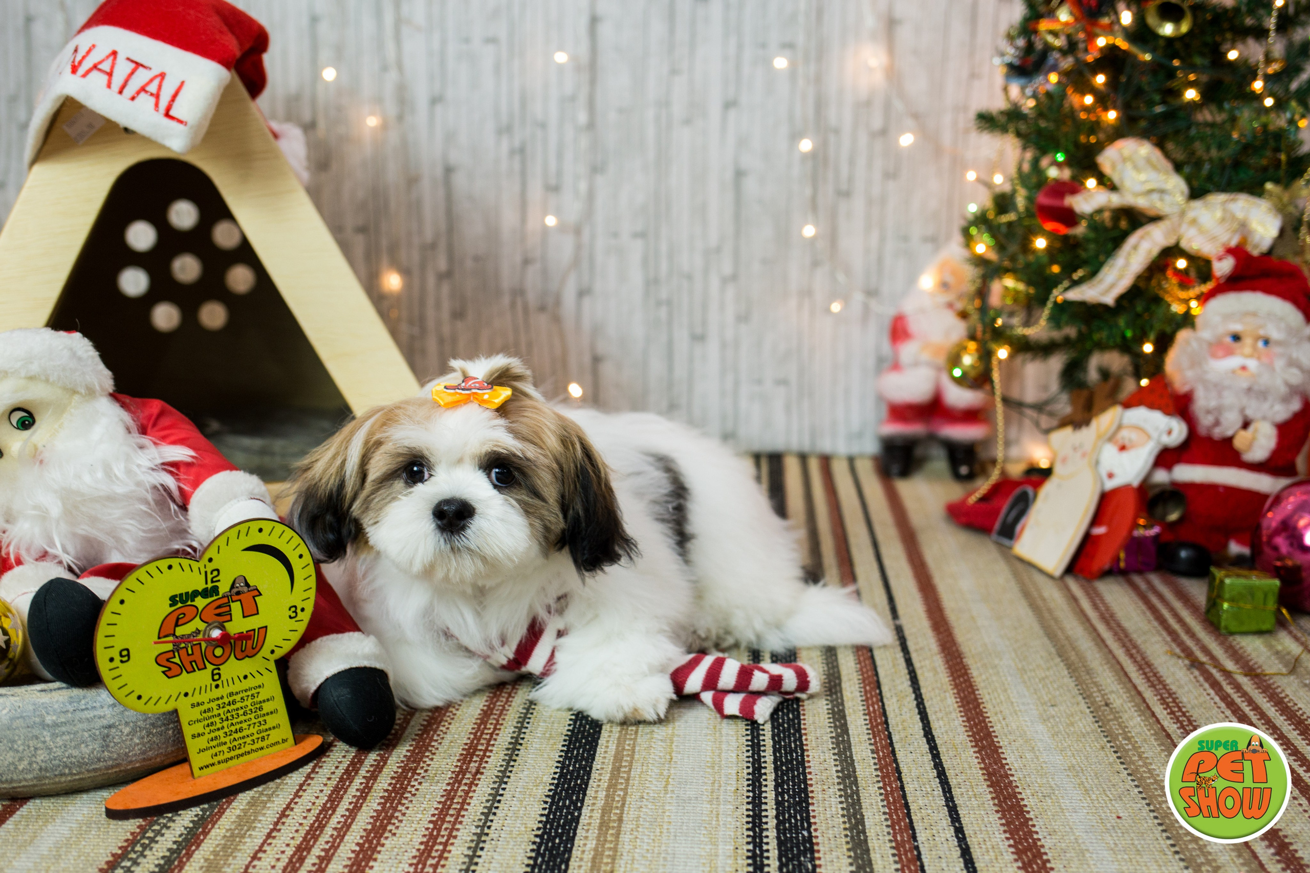 2019 — Natal encantado dos Pets. Fotografia Pet — estúdio, eventos, aniversários, ensaios temáticos