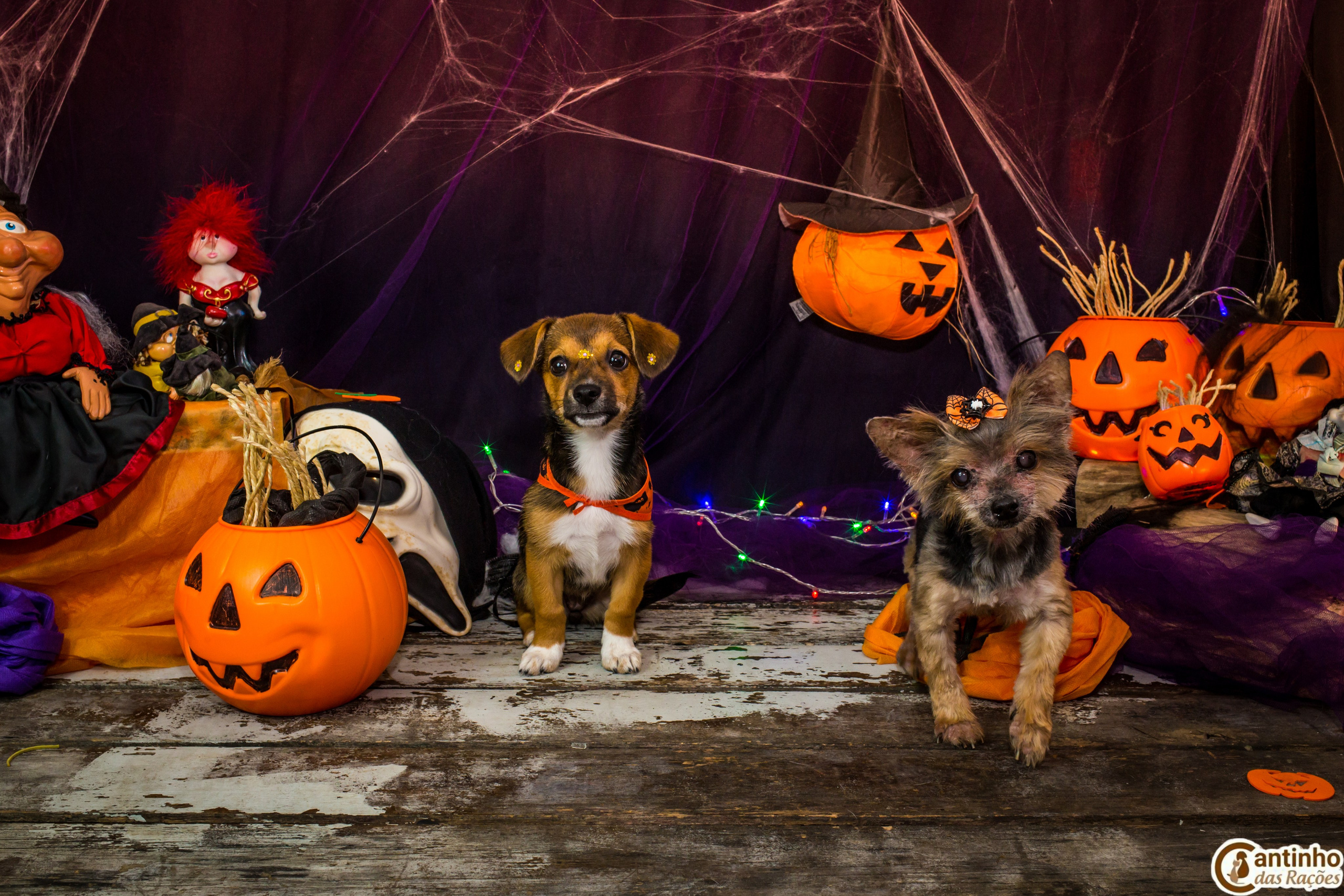 Hallowen — 2020 Doces ou travessuras. Fotografia Pet — estúdio, eventos, aniversários, ensaios temáticos