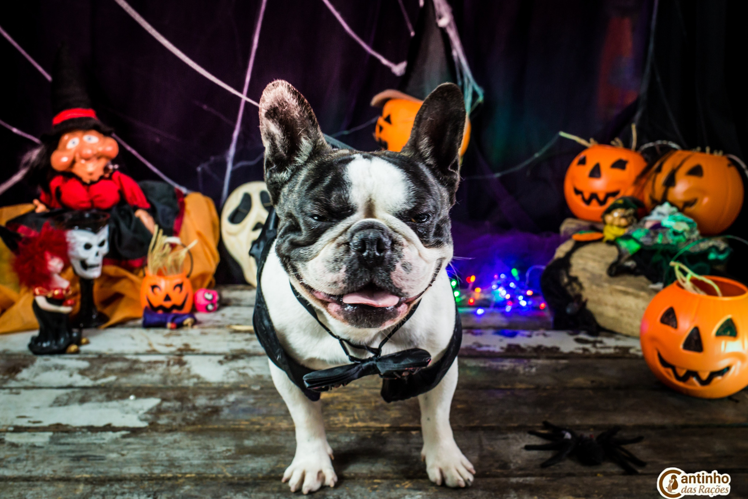 Hallowen — 2020 Doces ou travessuras. Fotografia Pet — estúdio, eventos, aniversários, ensaios temáticos