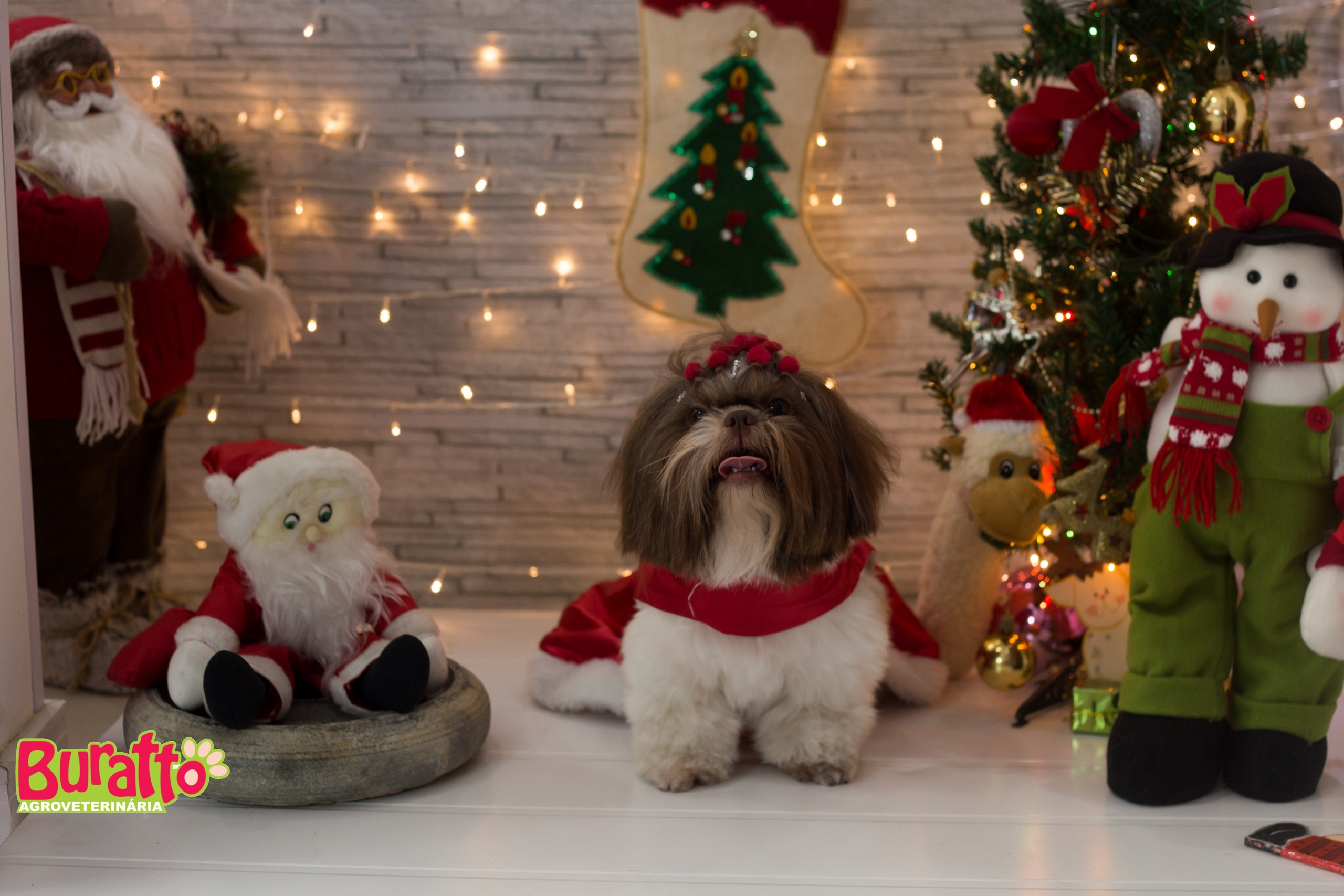 2018 — Natal encantado dos Pets. Fotografia Pet — estúdio, eventos, aniversários, ensaios temáticos