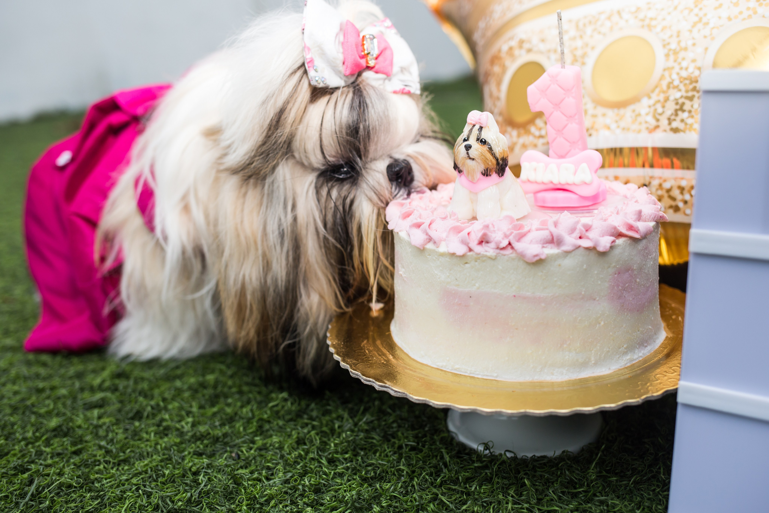 Kiara — 1 aninho. Fotografia Pet — estúdio, eventos, aniversários, ensaios temáticos