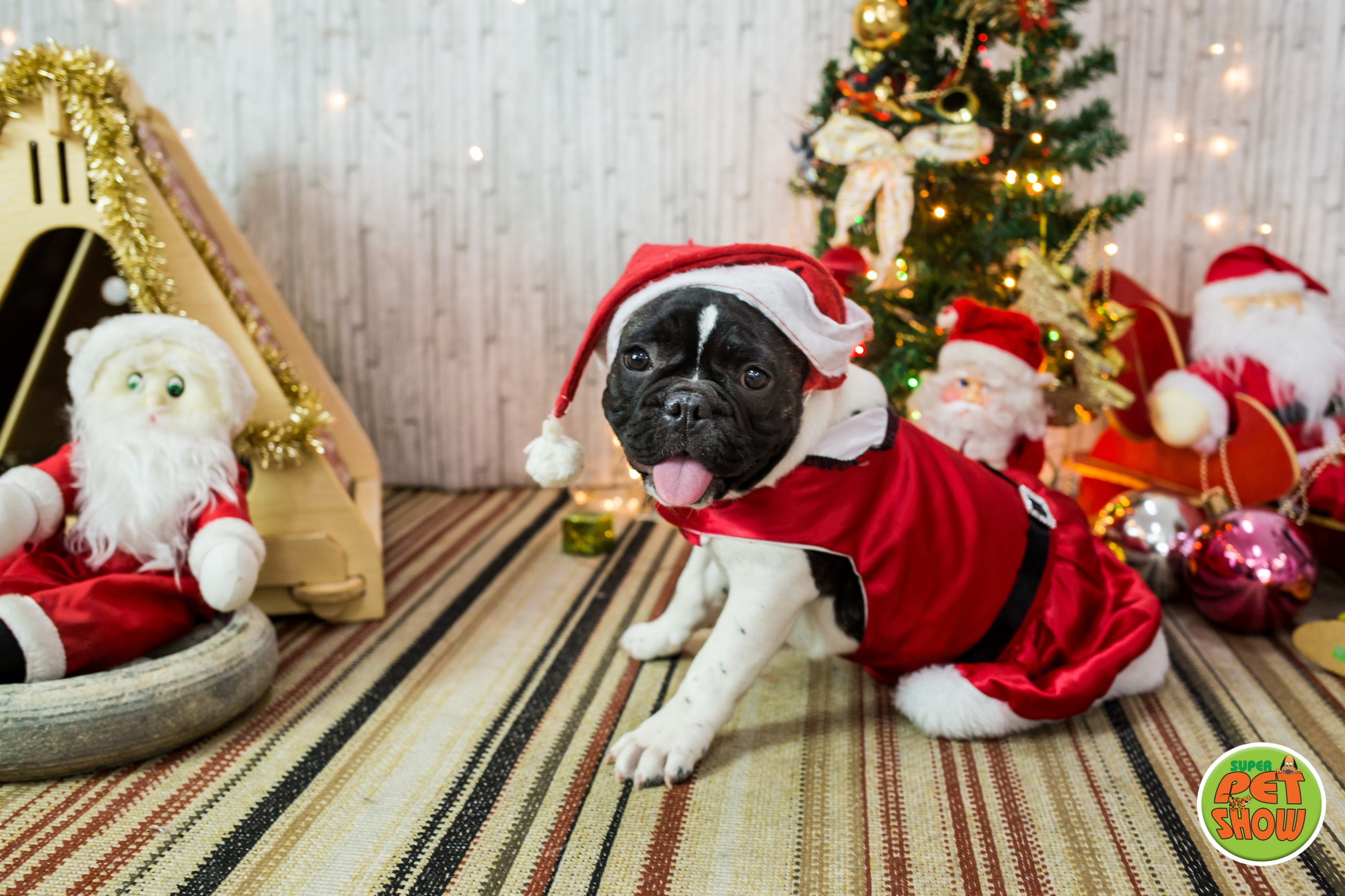 2019 — Natal encantado dos Pets. Fotografia Pet — estúdio, eventos, aniversários, ensaios temáticos