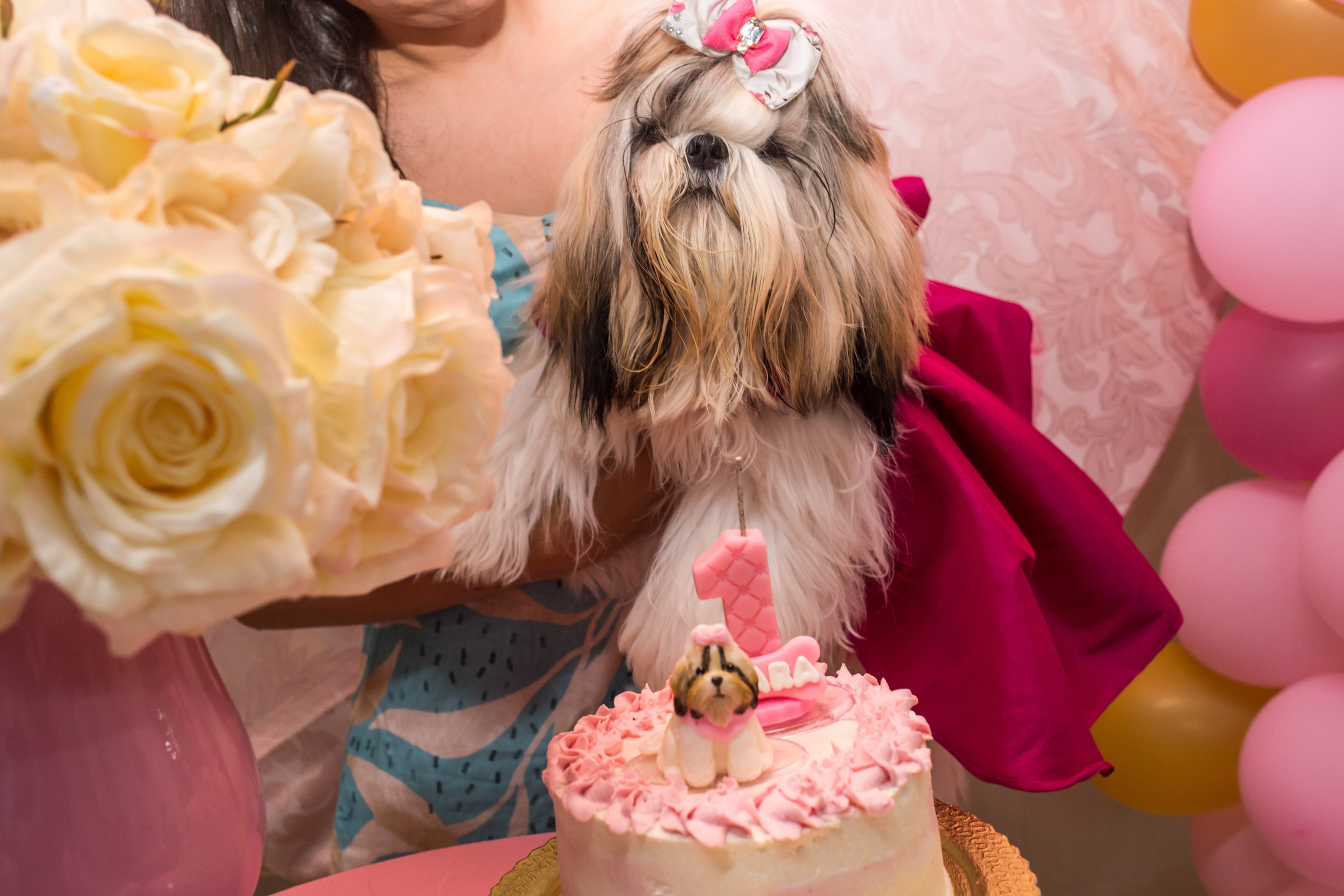 Kiara — 1 aninho. Fotografia Pet — estúdio, eventos, aniversários, ensaios temáticos