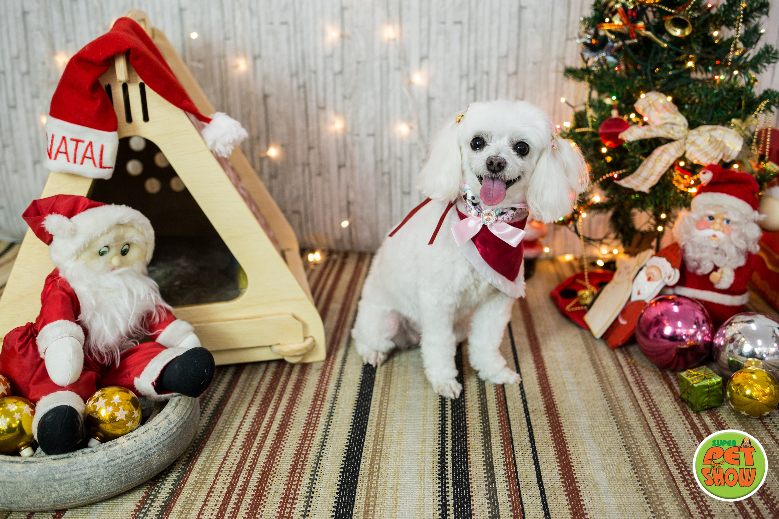 2019 — Natal encantado dos Pets. Fotografia Pet — estúdio, eventos, aniversários, ensaios temáticos