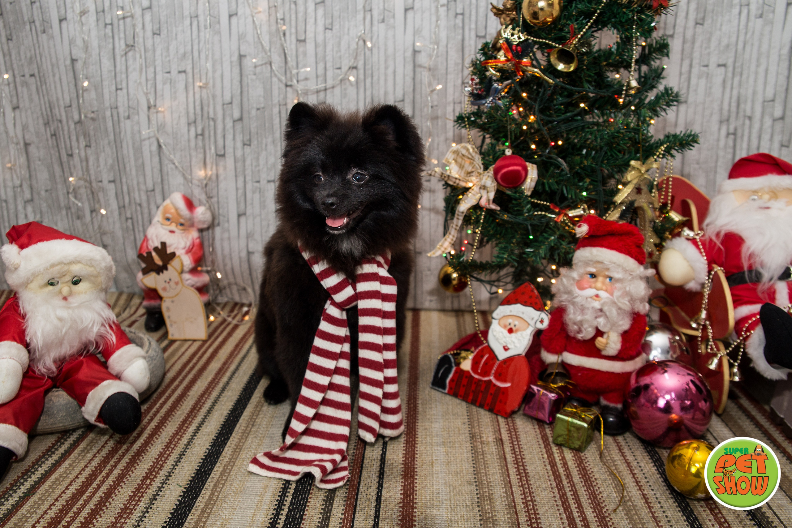 2019 — Natal encantado dos Pets. Fotografia Pet — estúdio, eventos, aniversários, ensaios temáticos