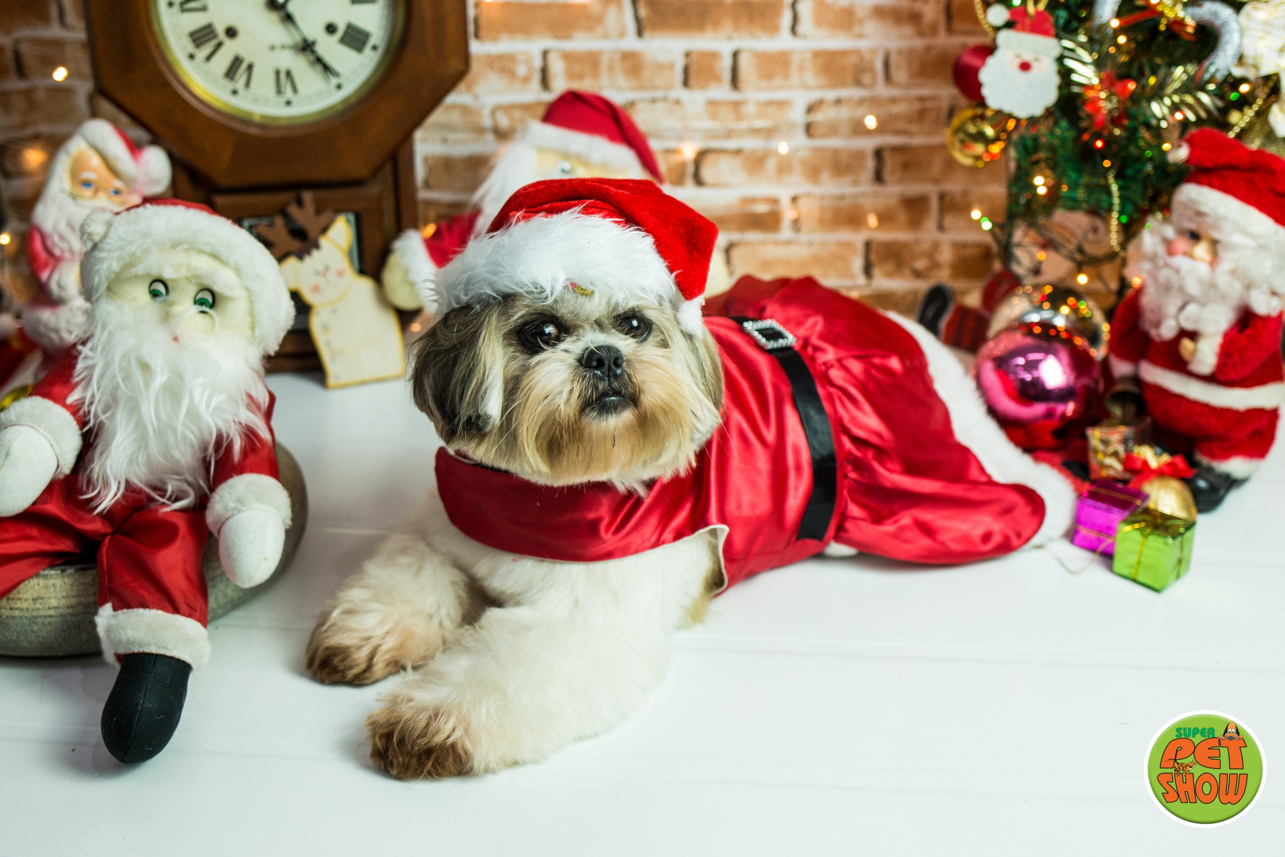 2019 — Natal encantado dos Pets. Fotografia Pet — estúdio, eventos, aniversários, ensaios temáticos