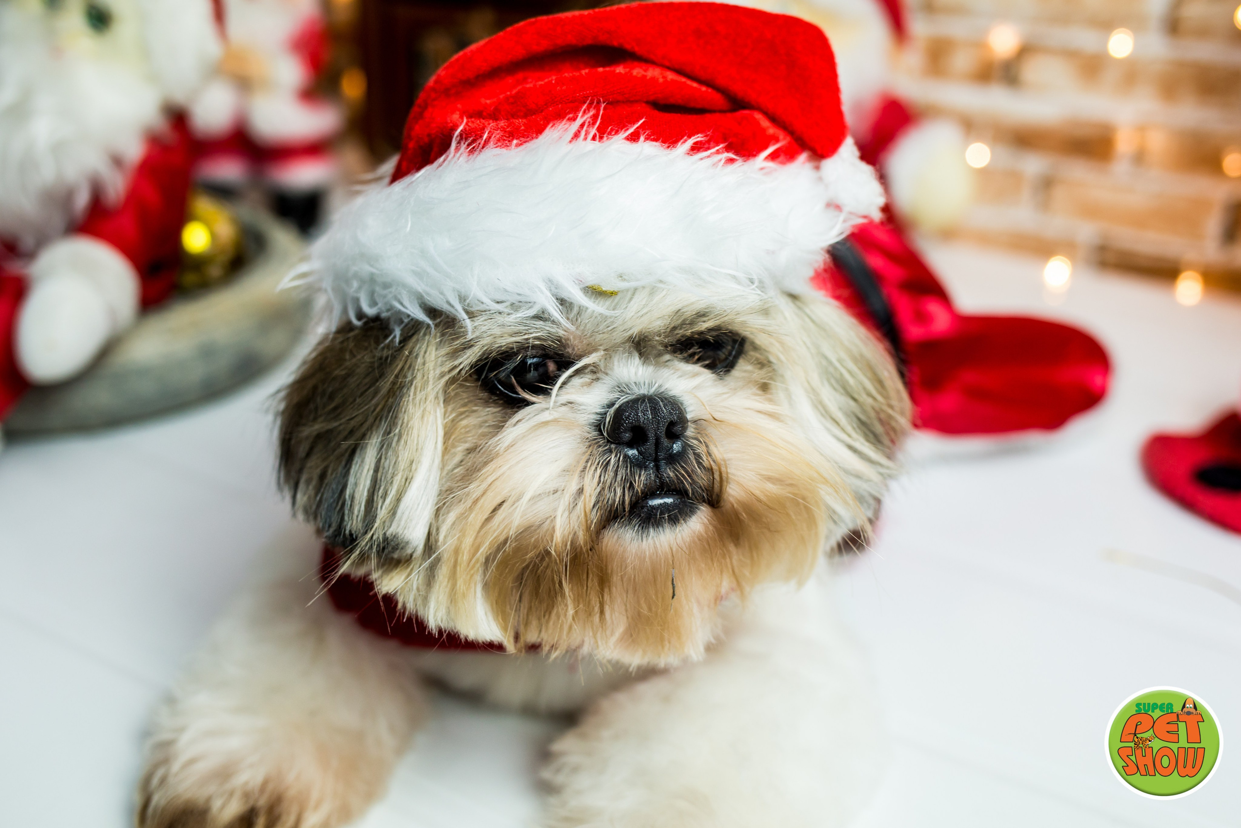 2019 — Natal encantado dos Pets. Fotografia Pet — estúdio, eventos, aniversários, ensaios temáticos