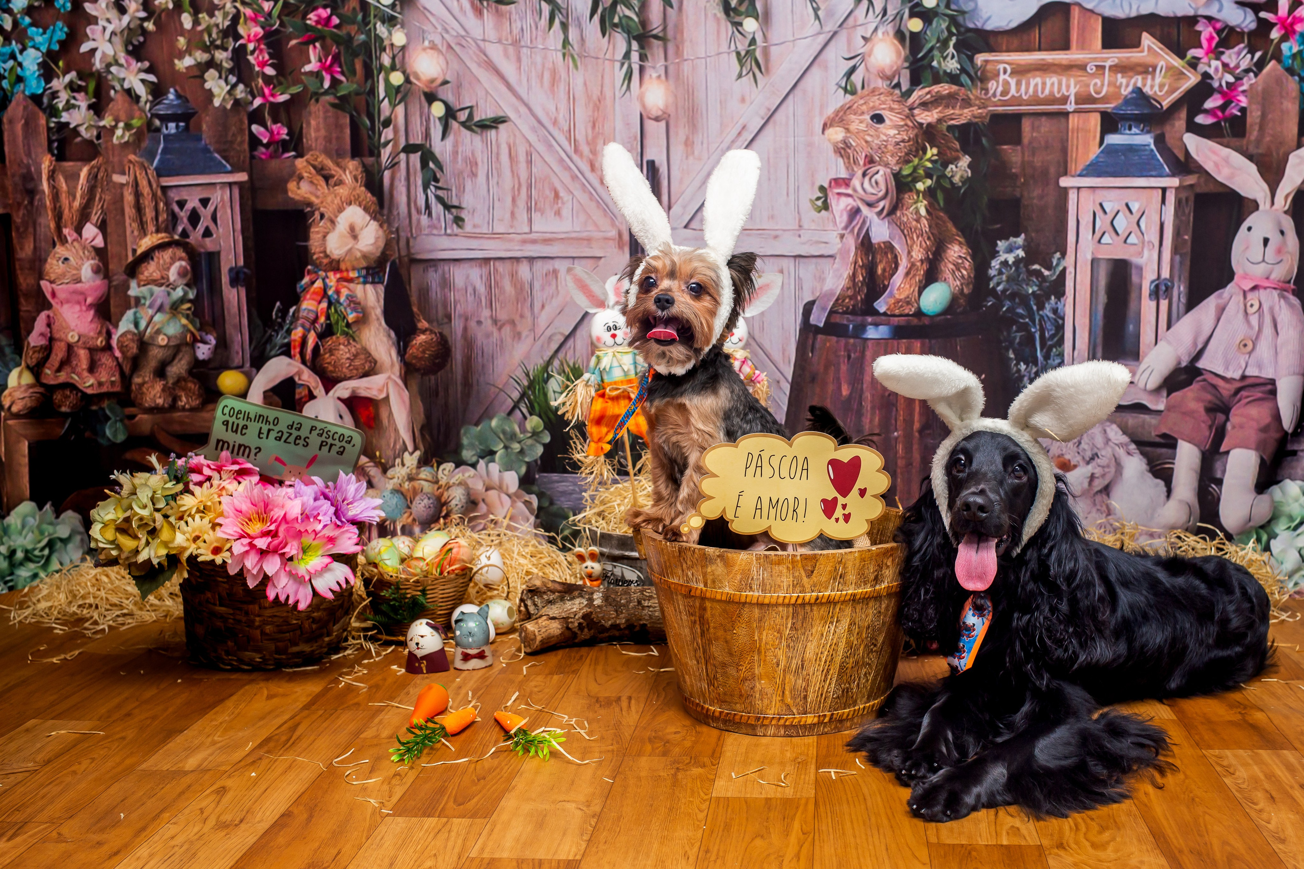 2023 — A doce Páscoa dos Pets. Fotografia Pet — estúdio, eventos, aniversários, ensaios temáticos